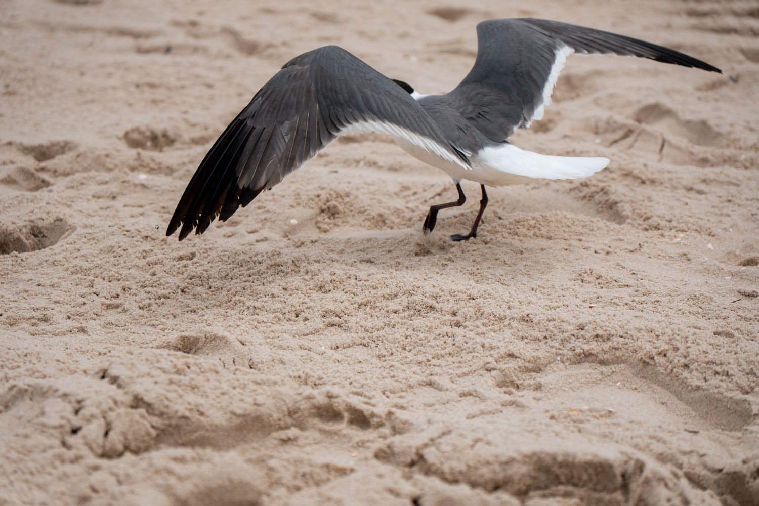 A laughing gull spreads its wings while landing on sandy beach shore.