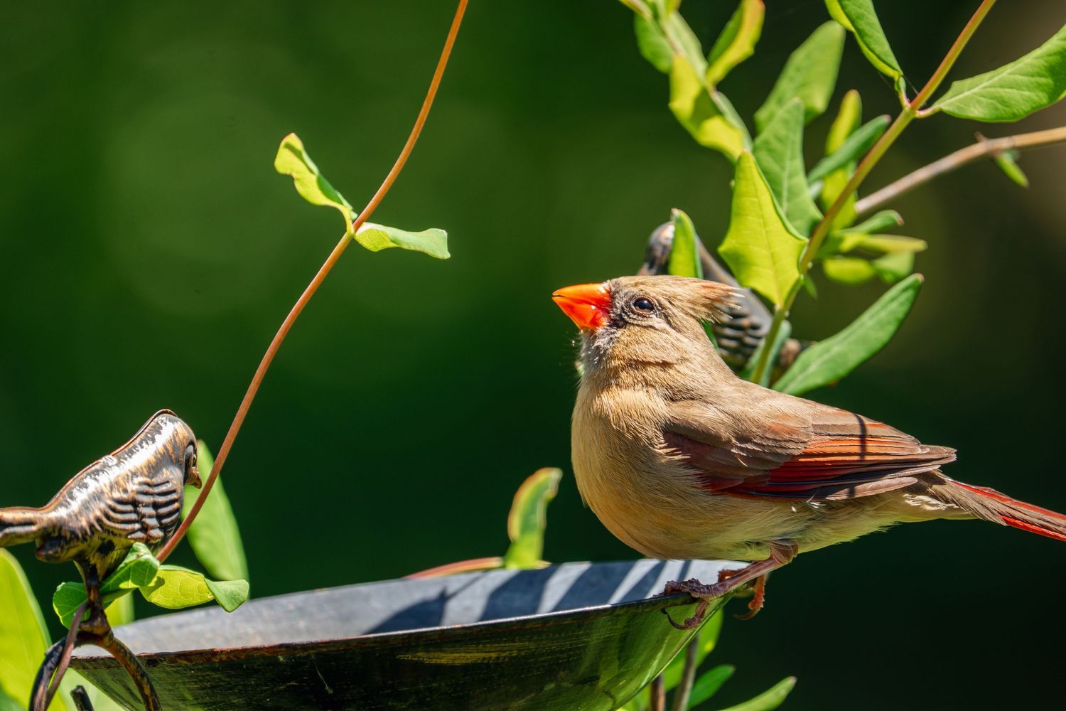 Close-up of a female northern cardinal perched on a bird bath with green leaves behind.