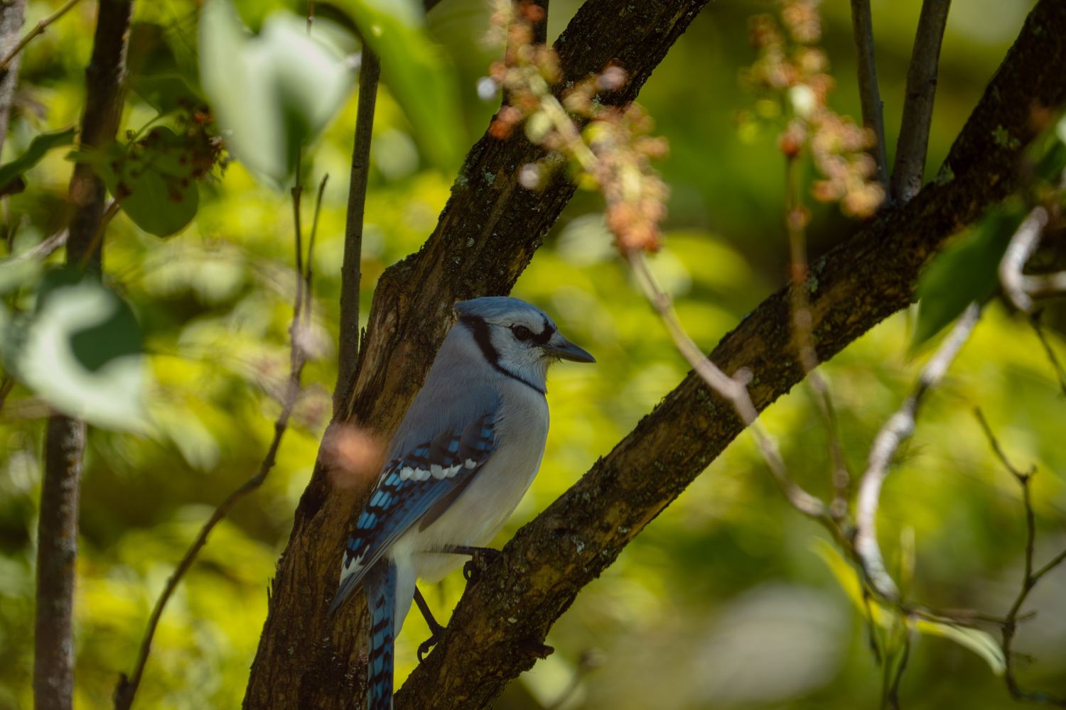 A blue jay resting on a tree branch surrounded by vibrant green leaves.