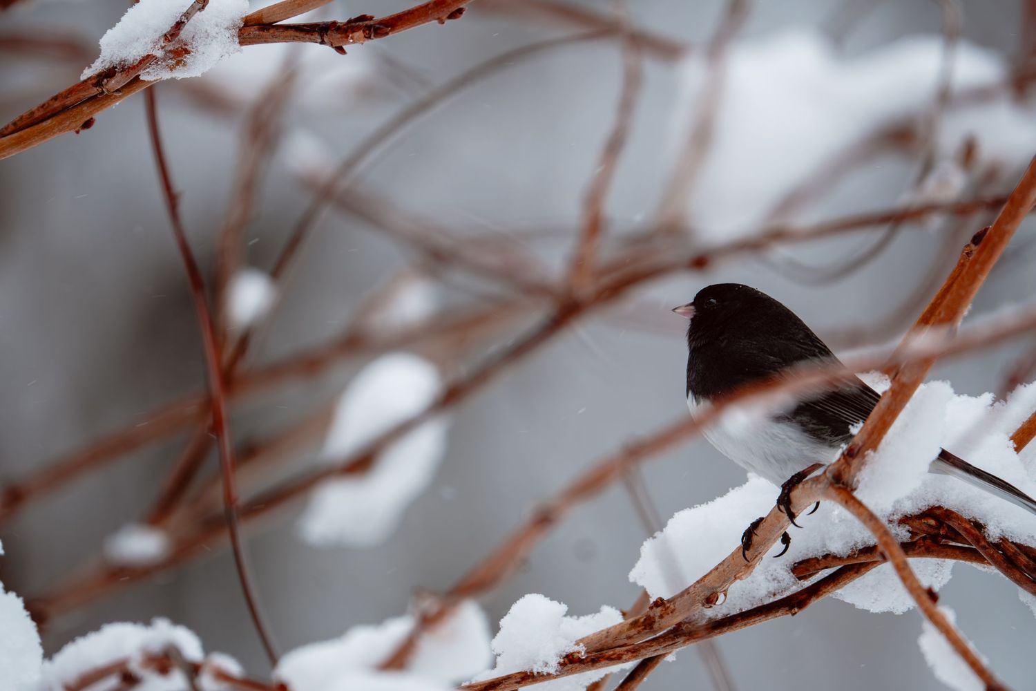 Small dark bird perched on snow-covered branches with blurred winter background.