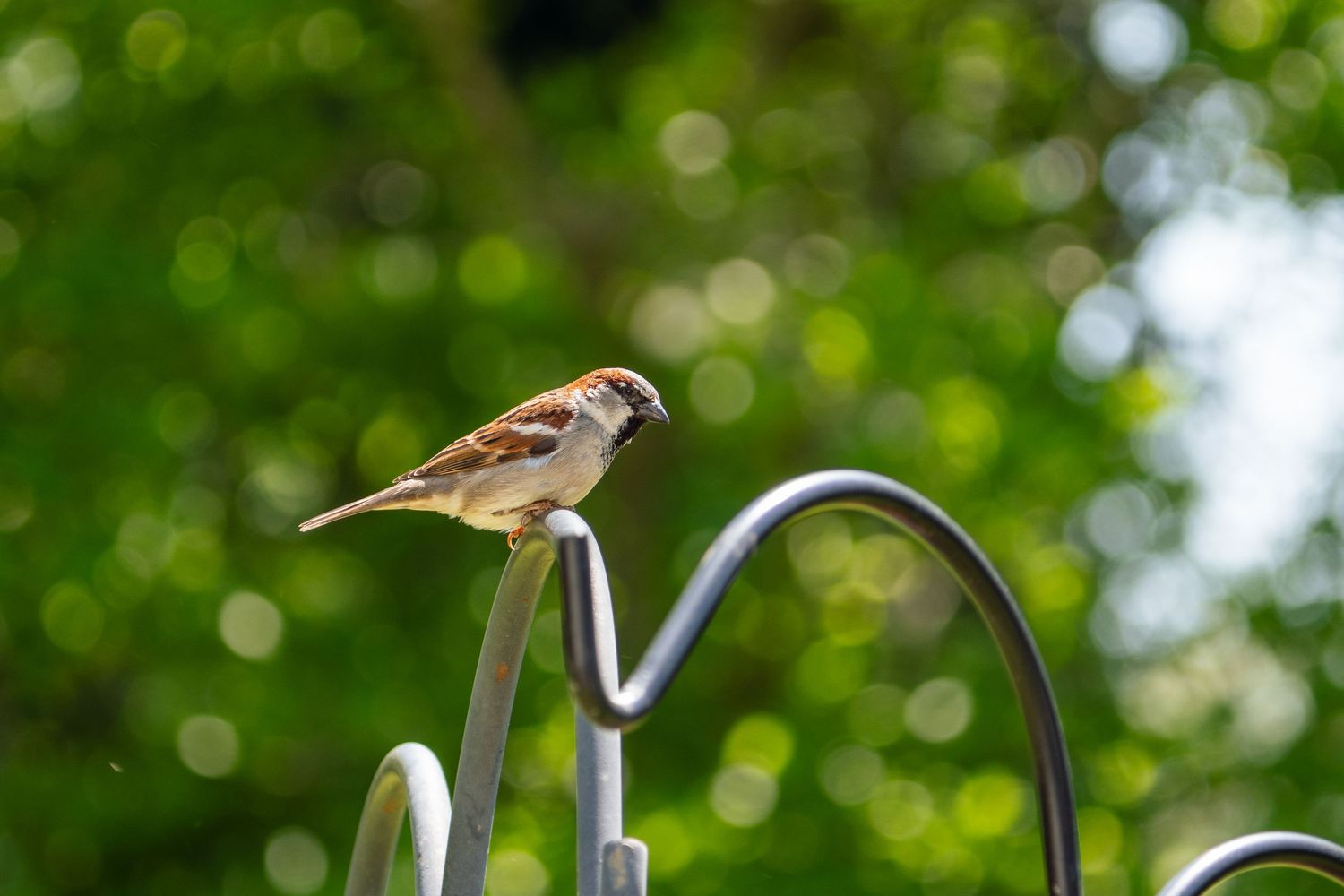 A sparrow perched on a curved metal garden stake with green bokeh background.