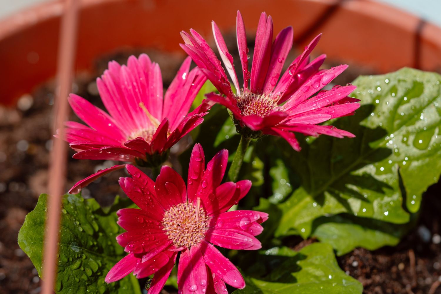 Three bright pink gerbera daisies with water droplets growing in a terracotta pot.
