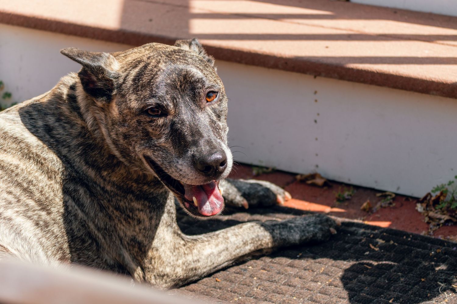 Brindle dog lying down outdoors in sunlight with tongue out, looking alert and relaxed.