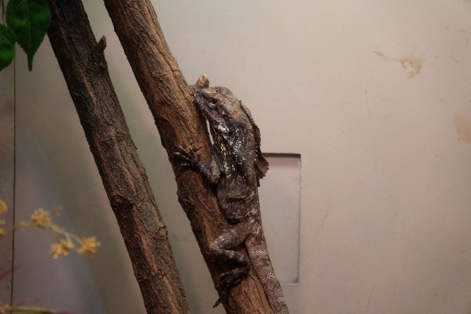 A brown lizard expertly camouflaged while climbing diagonally on a wooden branch indoors.