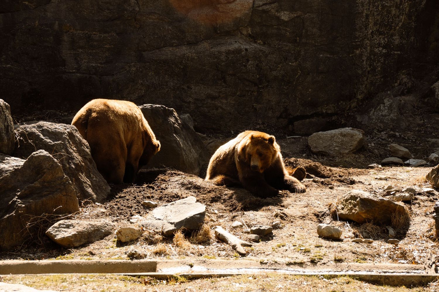 Two brown bears resting on rocky dirt ground in a zoo enclosure with stone walls.