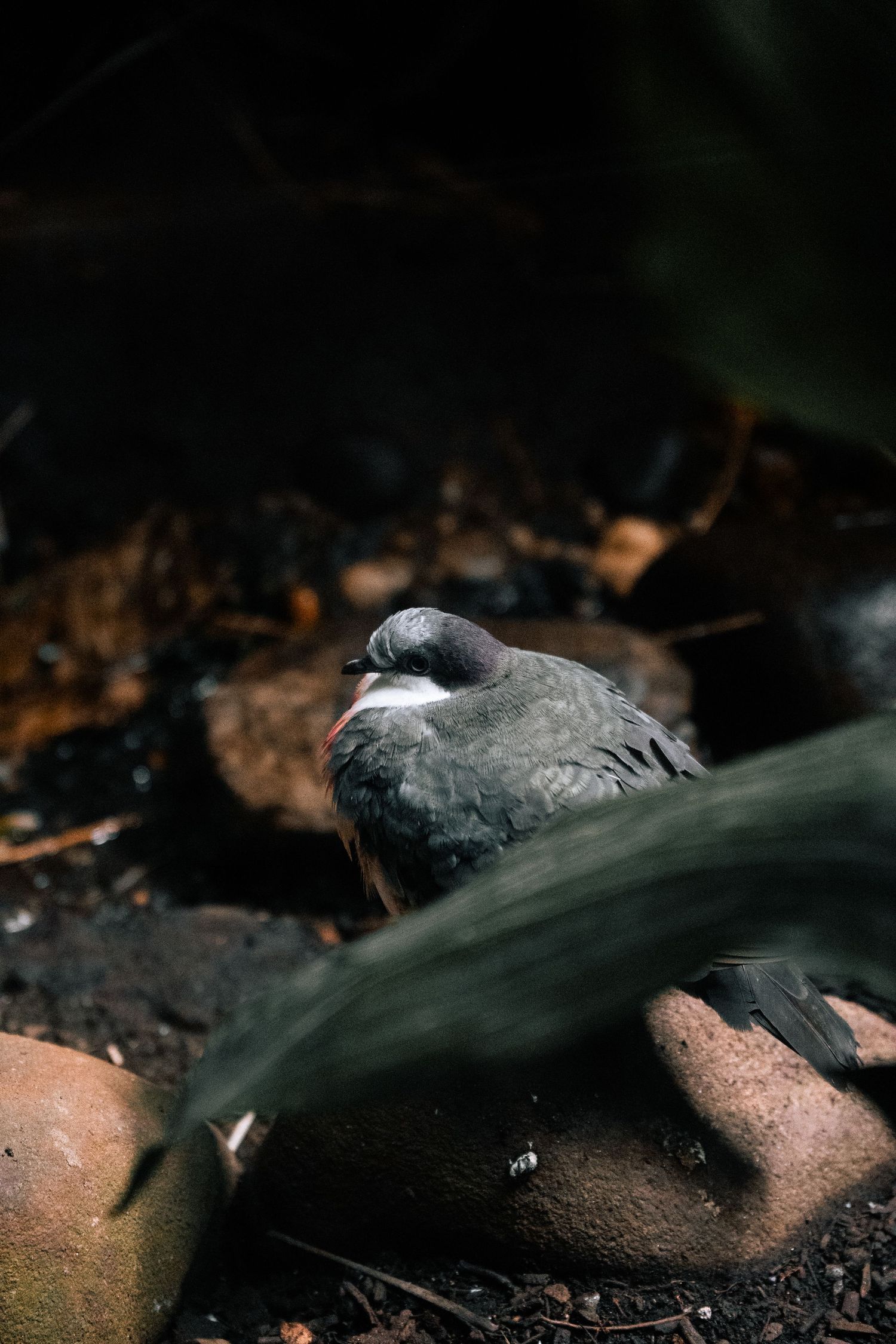 A small gray dove resting on rocky ground in a dark shaded natural environment.