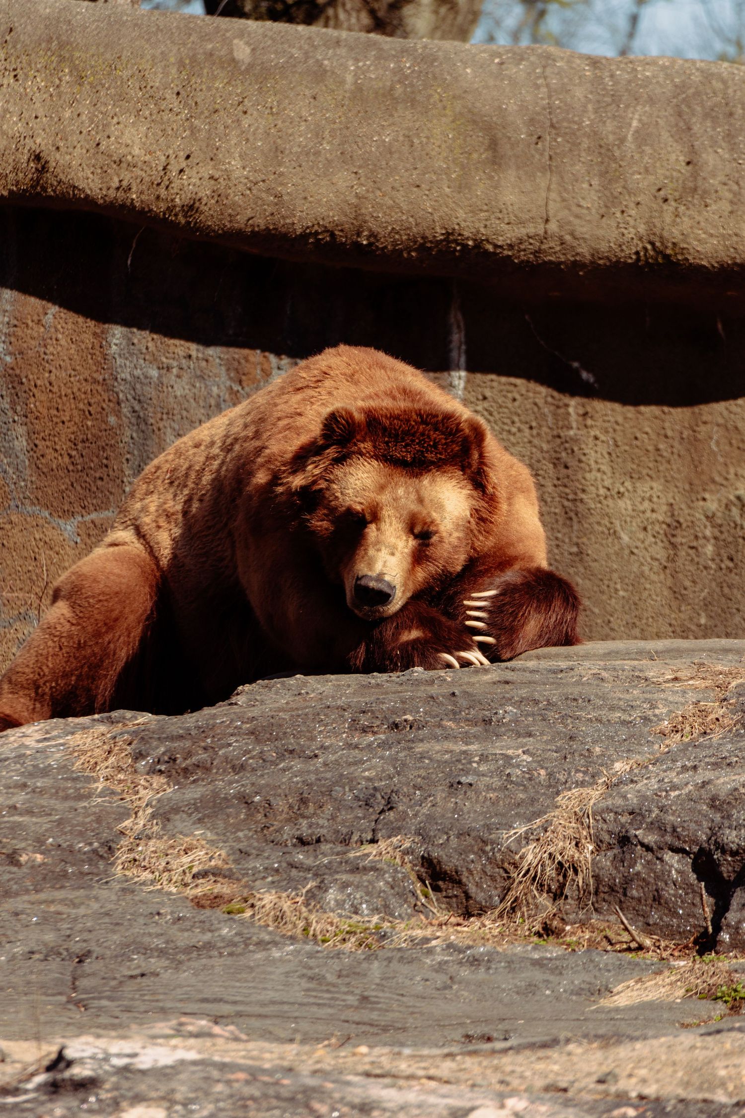 A large brown grizzly bear resting its paws on a rocky ledge in a zoo enclosure.