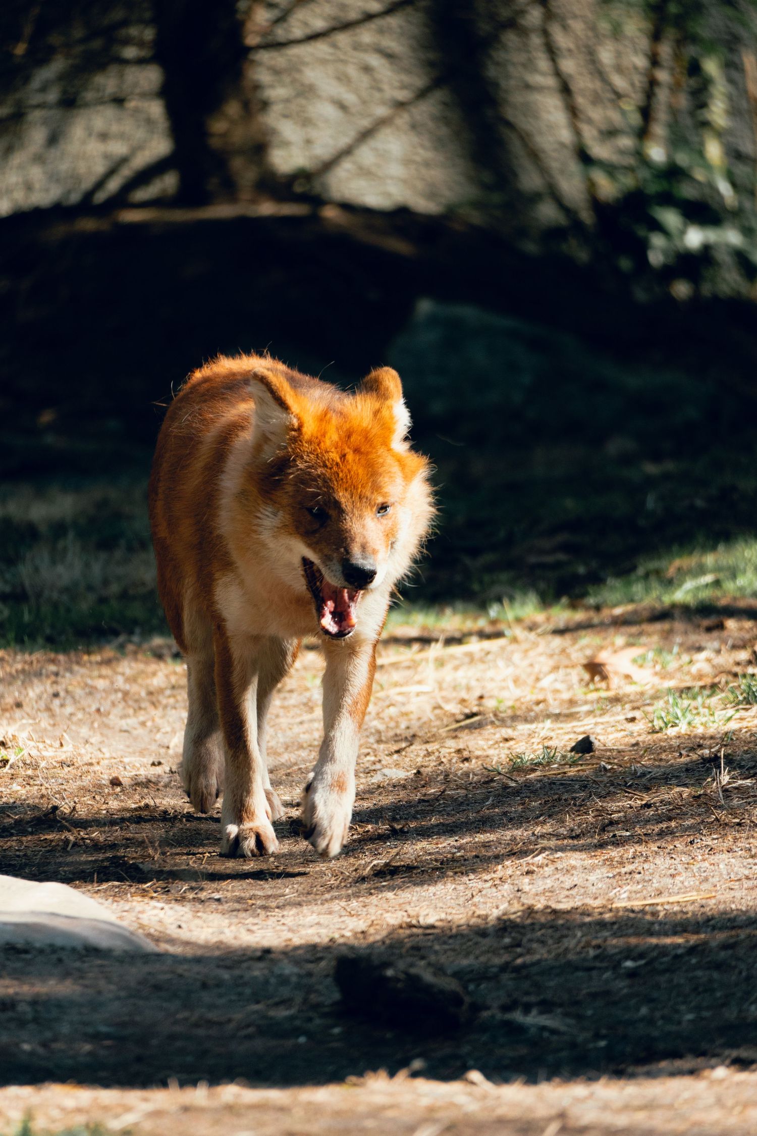 A reddish-orange dhole walks along a dirt path with its mouth open in a forest setting.
