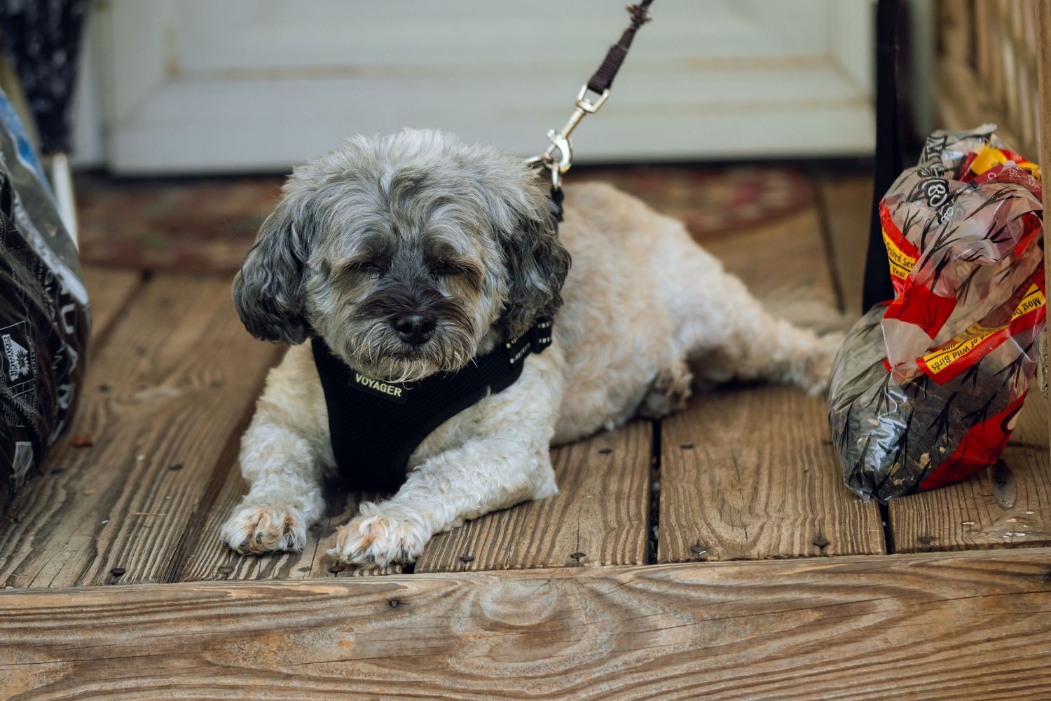 A small gray fluffy dog in a black harness lying on a wooden porch deck on a leash.