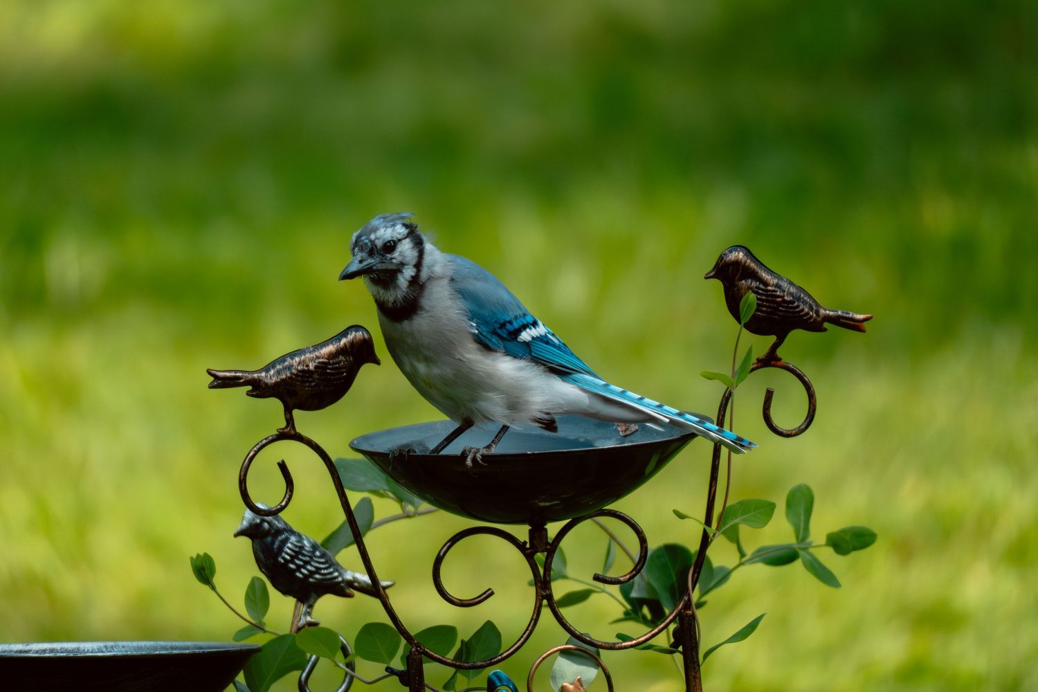 A large blue jay stands in a decorative metal bird bath alongside small bronze bird sculptures in a garden.