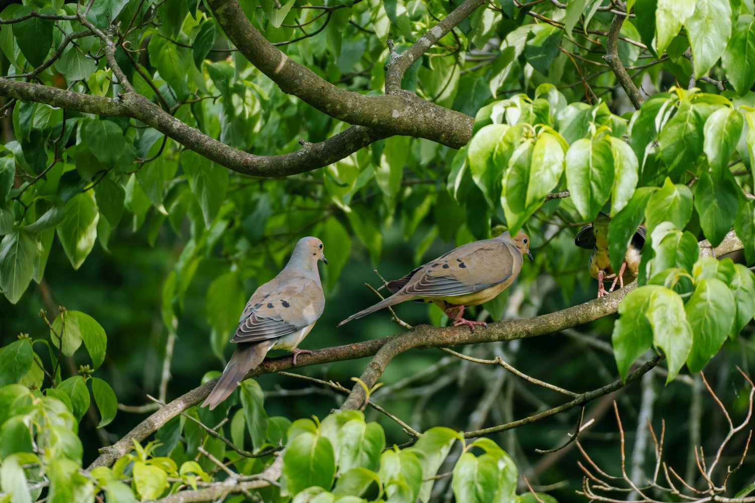 Two mourning doves perched on a branch surrounded by lush green leaves in a tree.