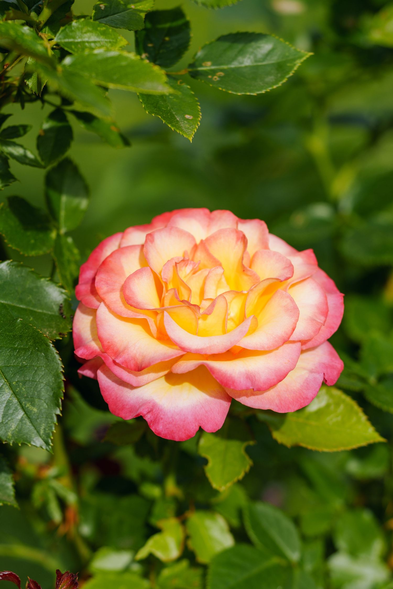 A vibrant bicolor rose with yellow center and pink-tipped petals blooms among lush green leaves in a sunny garden.