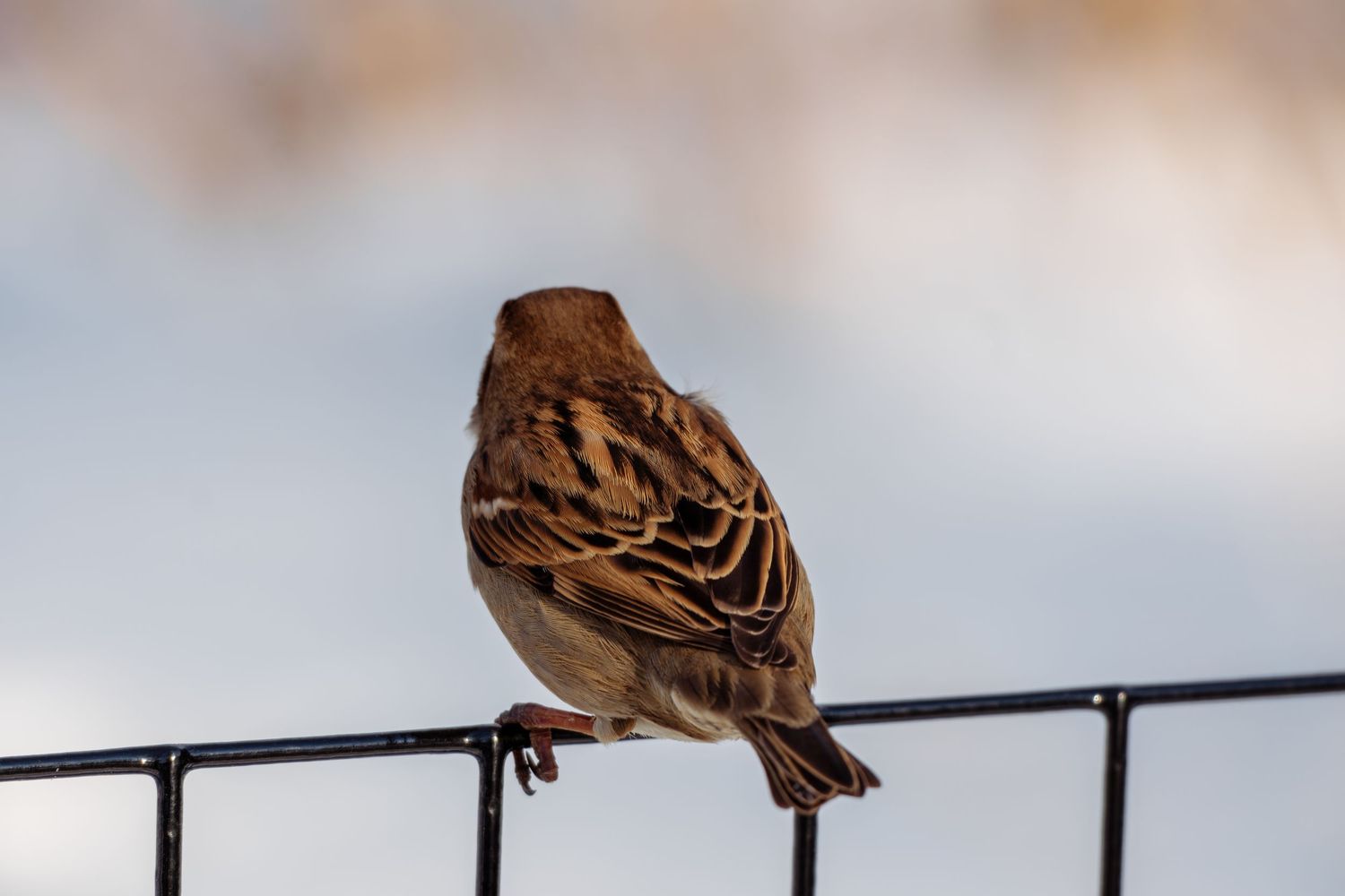 A small brown house sparrow perched on a black metal fence rail against a soft blurred winter background.