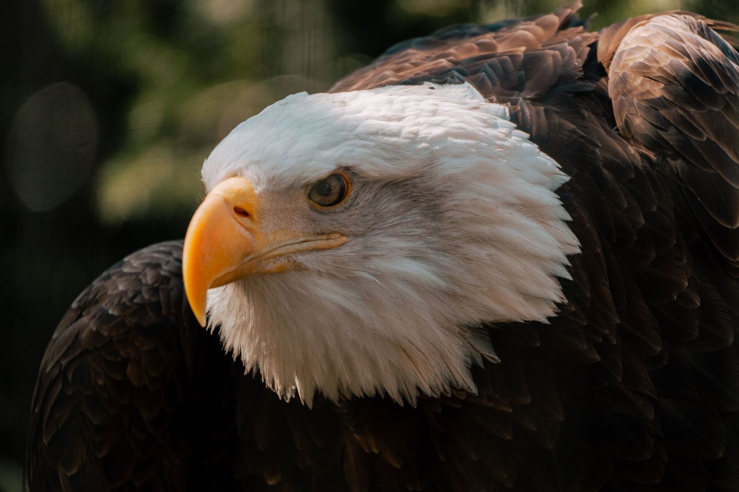 Detailed close-up of a bald eagle face showing its intense golden eye and bright orange beak.