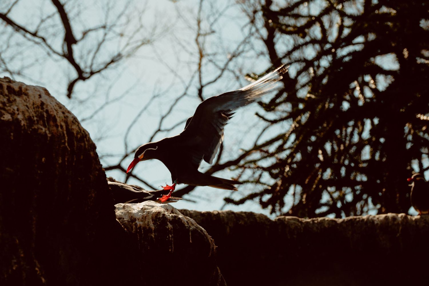 A dark seabird spreading its wings on a rocky ledge against a bare winter tree backdrop.