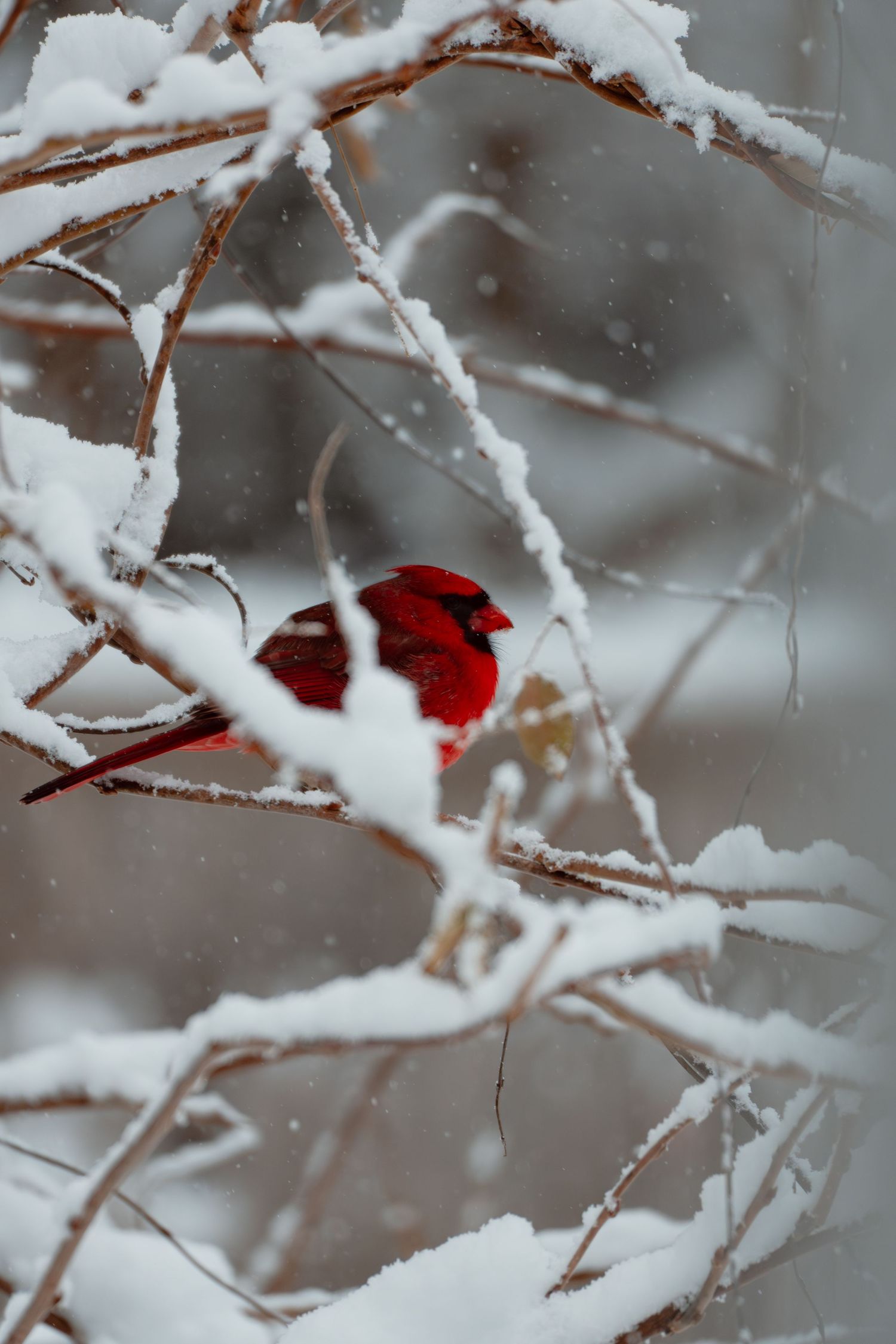 A vivid red male northern cardinal sits on a snowy branch during a winter snowstorm.