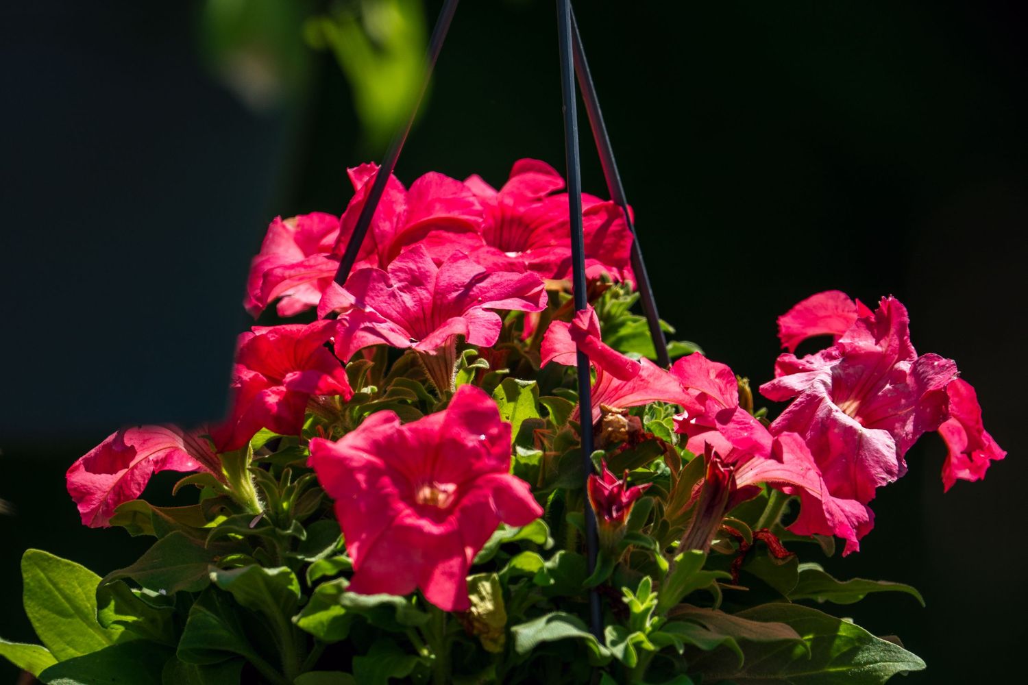 Vibrant red and pink petunias in a hanging basket illuminated by bright sunlight.