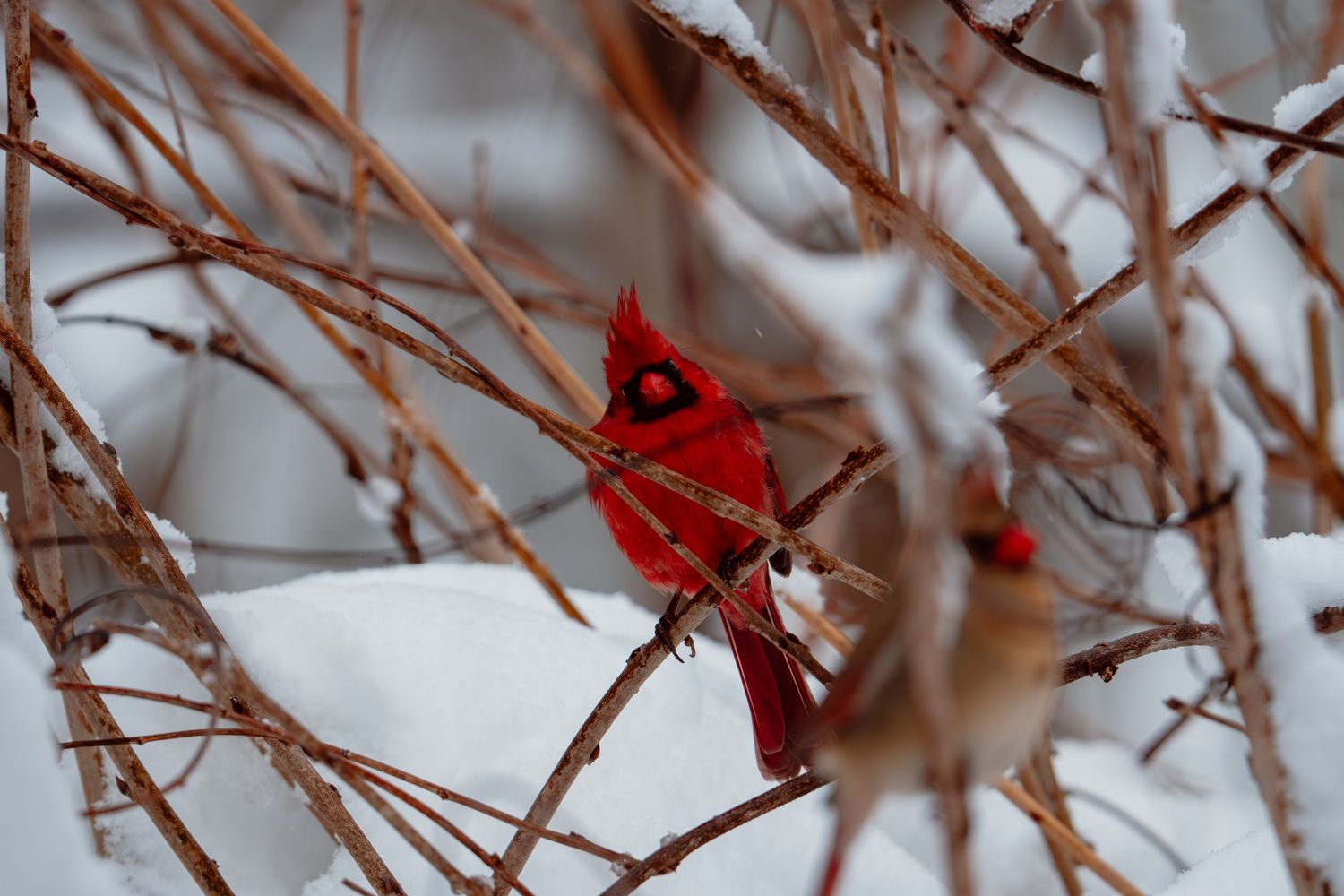 Male and female northern cardinals perched together on snow-covered branches in winter.