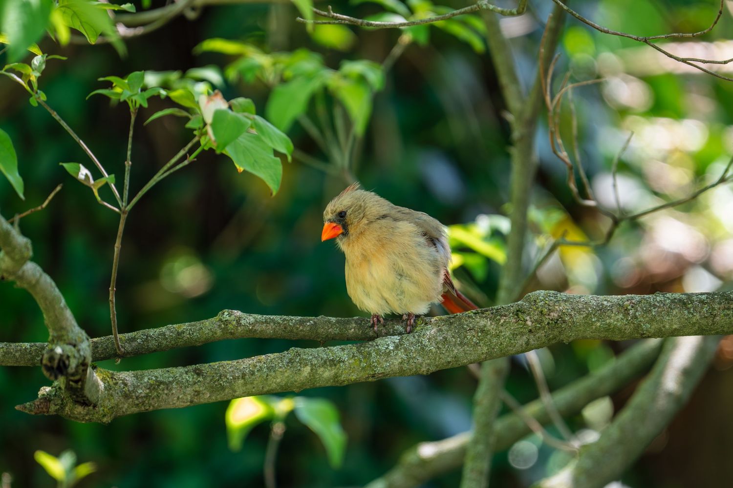 Female Northern Cardinal with orange beak sits quietly on a lichen-covered branch surrounded by green leaves.
