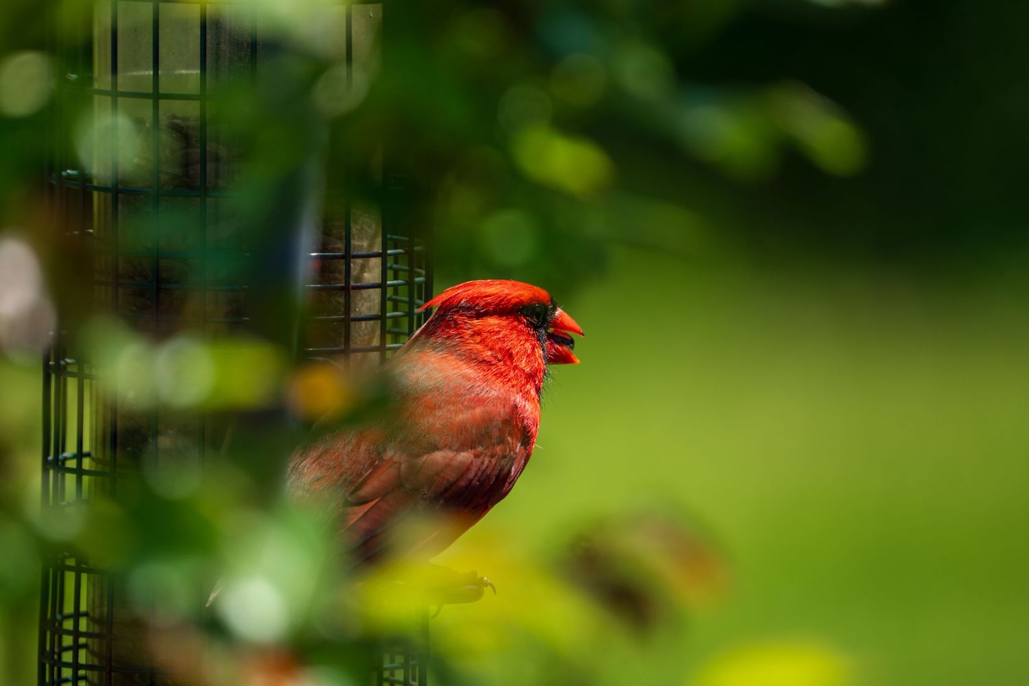 Striking red male Northern Cardinal perched on a green wire bird feeder among leafy garden surroundings.