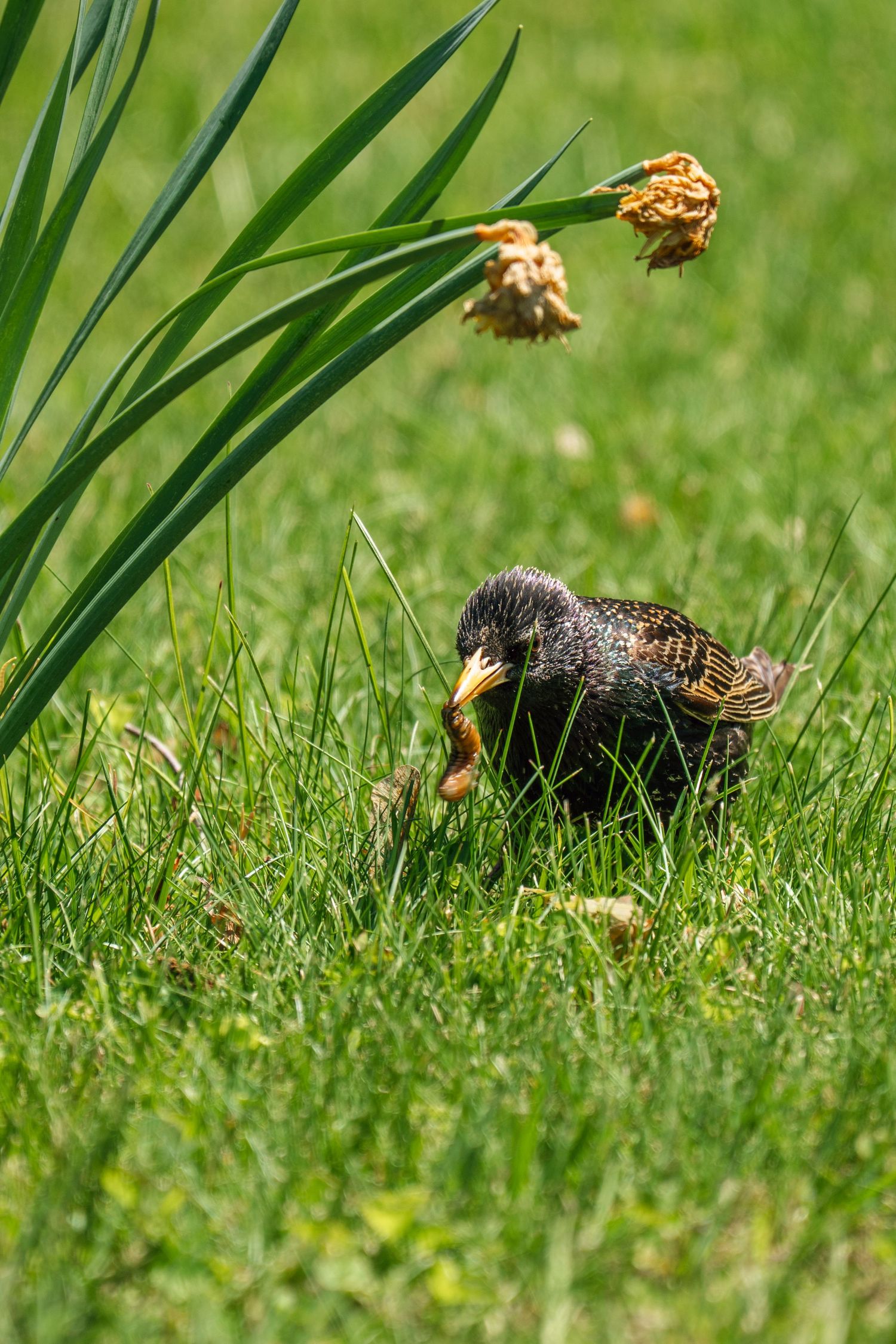 Young European starling foraging in green grass near dried daffodil flowers in a bright garden setting.