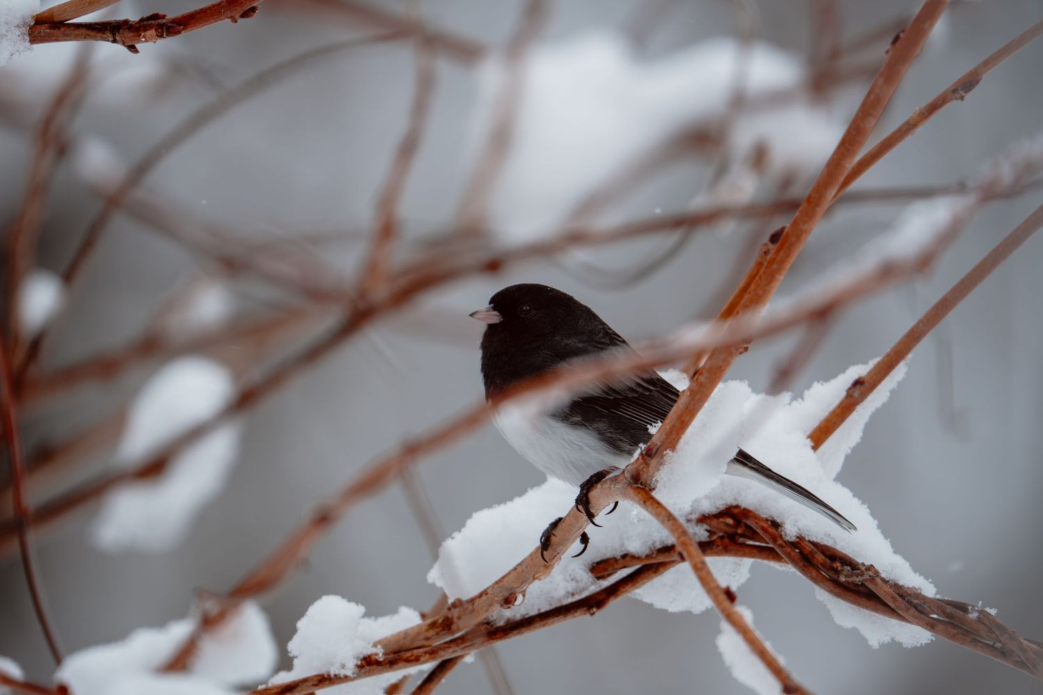 Dark-eyed junco perched on snow-covered branches during winter snowfall.