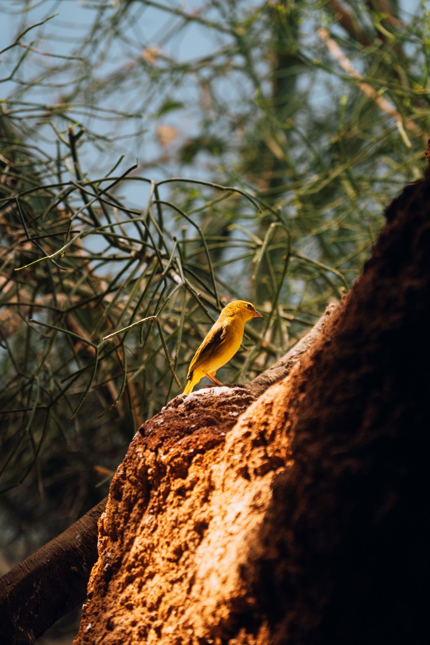 A small yellow bird perched on a sunlit rocky surface with green desert plants in the background.