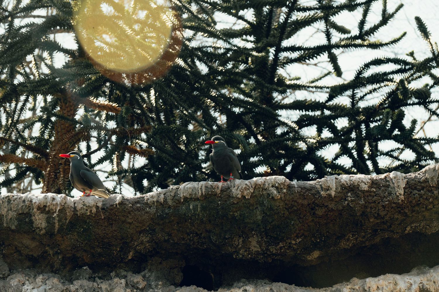 Two small black birds with red markings perched on a snow-covered log in front of evergreen trees.