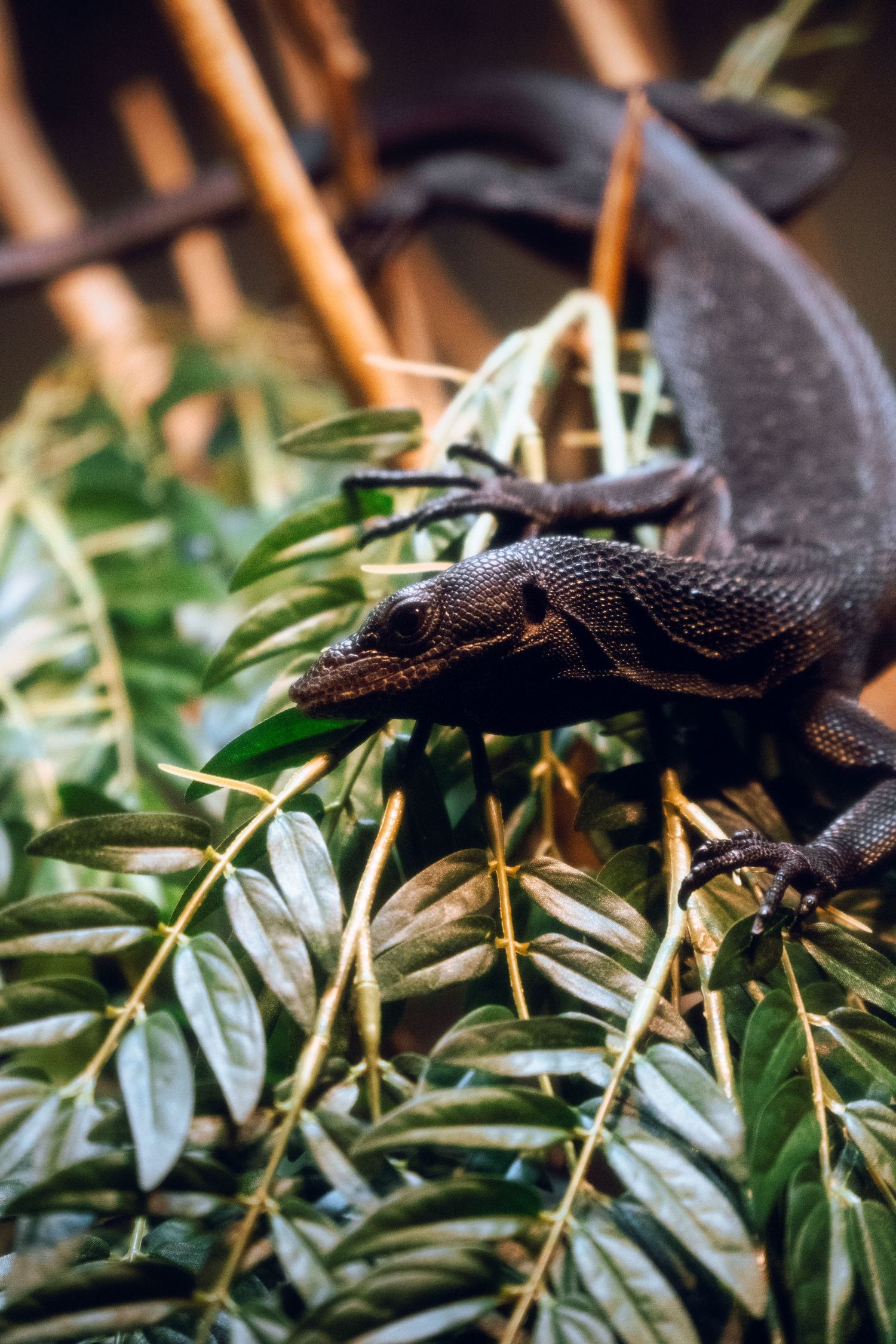 A dark monitor lizard climbing through green leafy branches in a tropical terrarium setting.