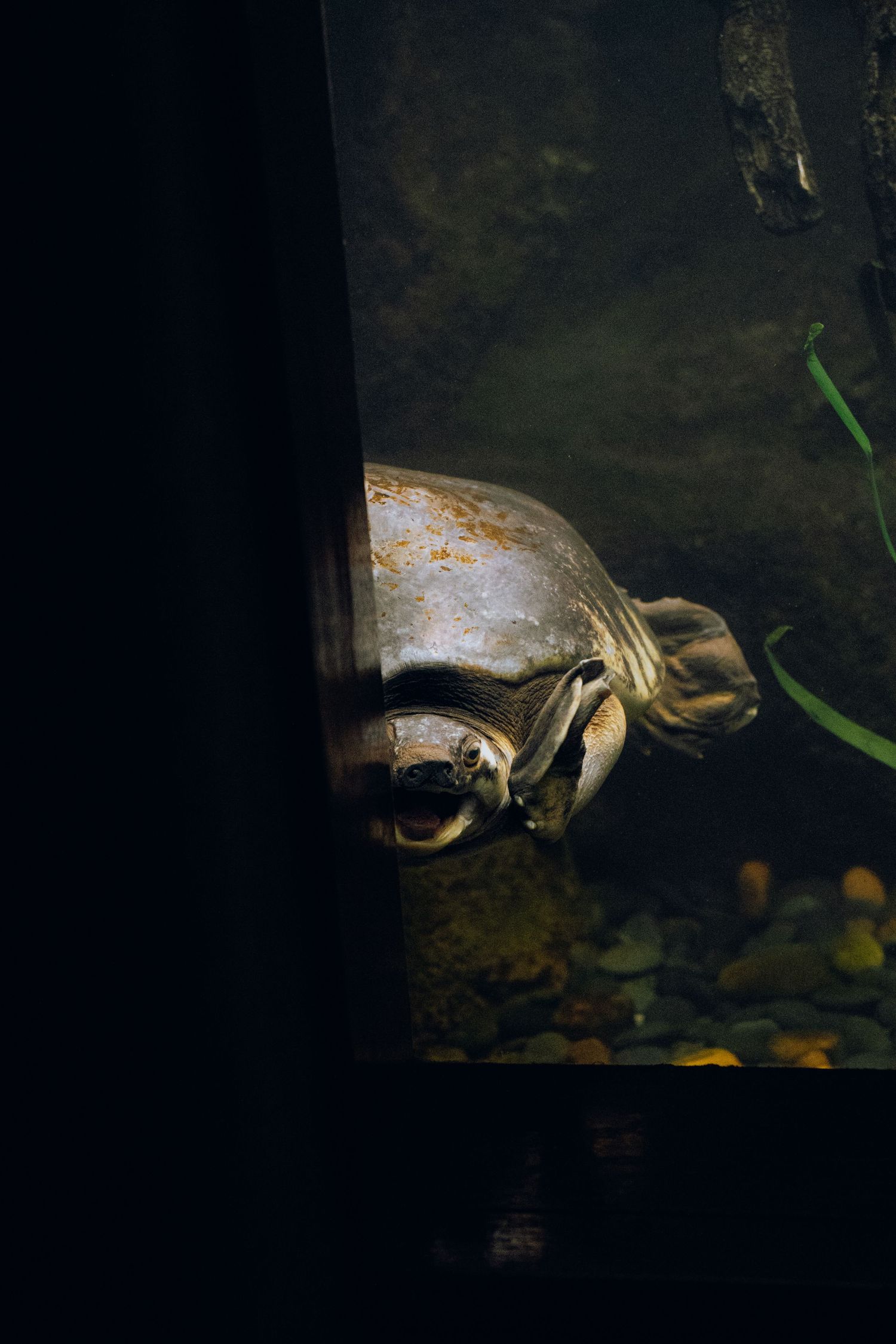 A large freshwater turtle peering through the glass of a dimly lit aquarium tank.