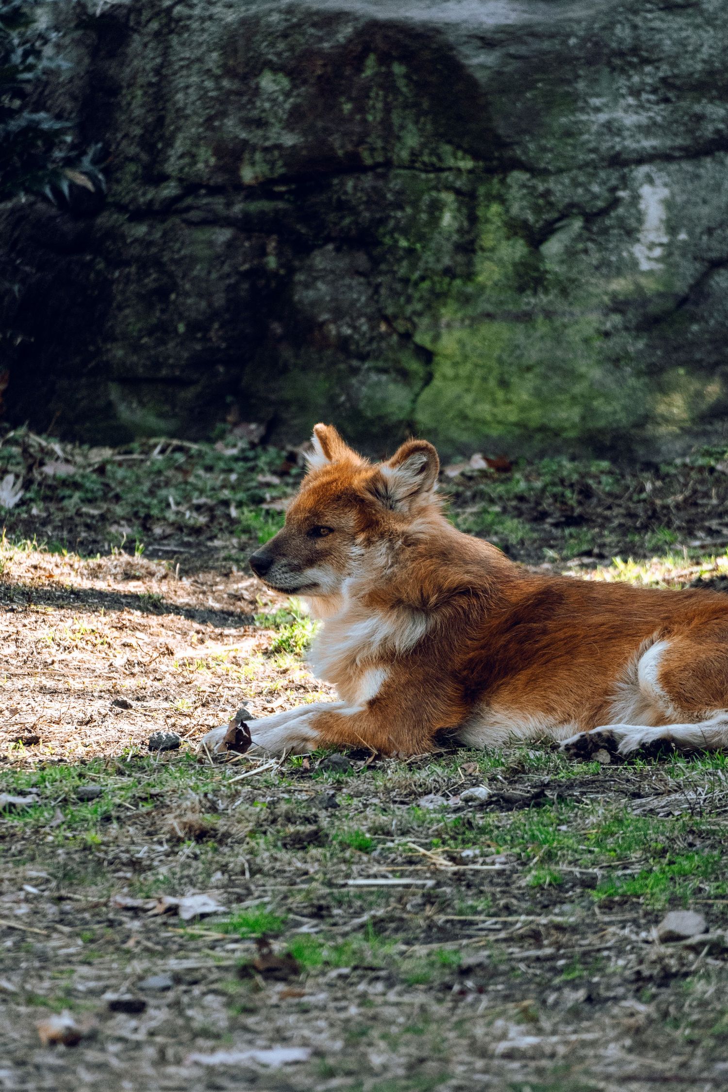 A reddish-brown dhole wild dog rests on dry grass near a large rock in dappled shade.
