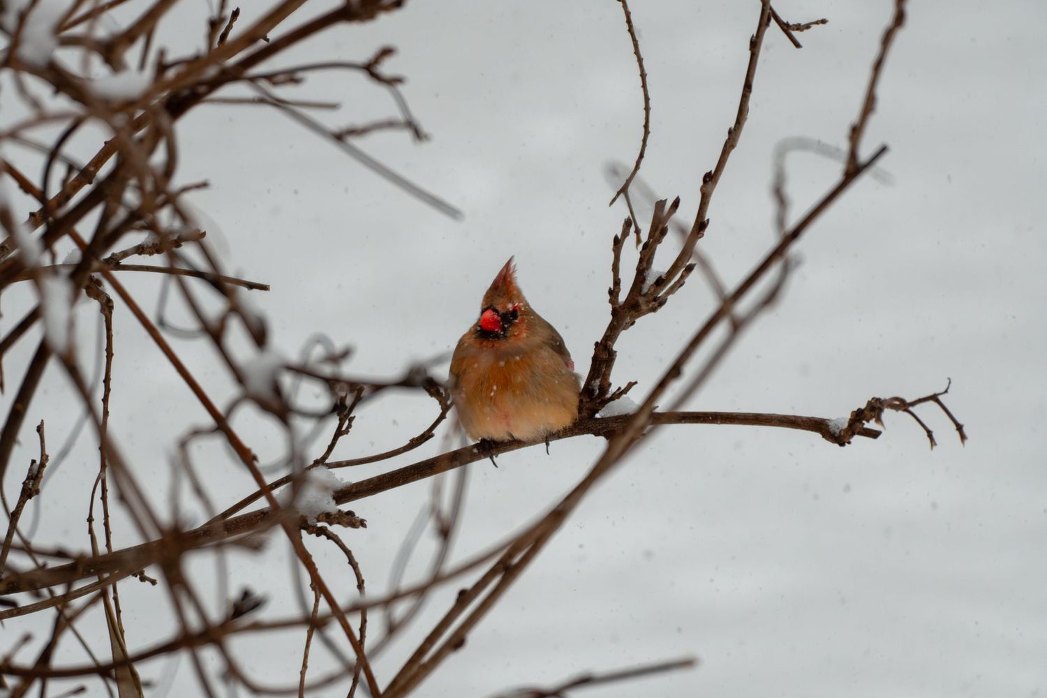Female northern cardinal perched on bare winter branches against a snowy background.