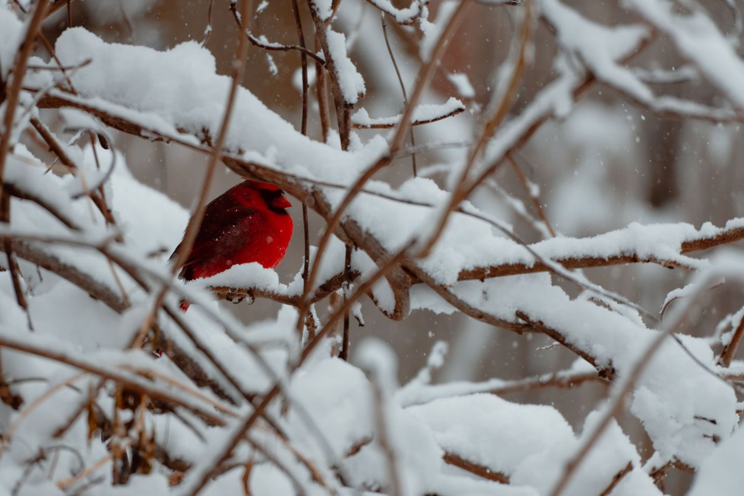 A vivid red male northern cardinal perched amid heavily snow-covered bare branches in winter.