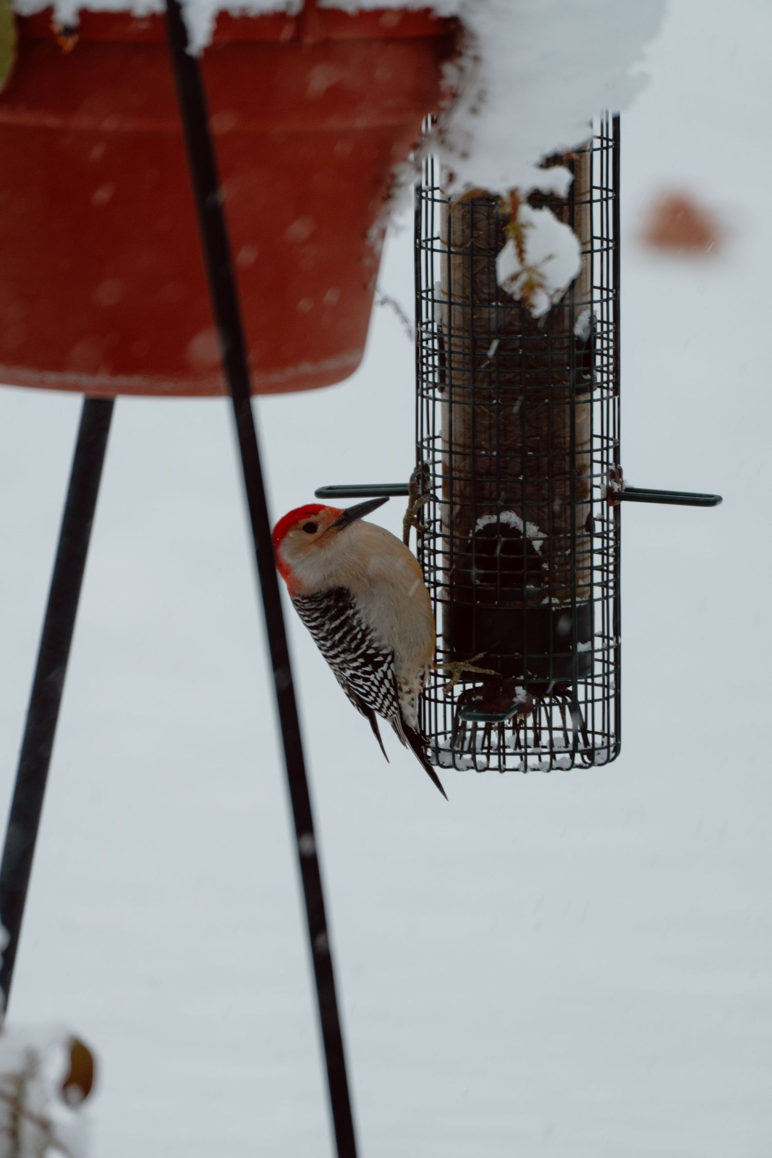 Red-bellied woodpecker clinging to a suet feeder in winter snow.