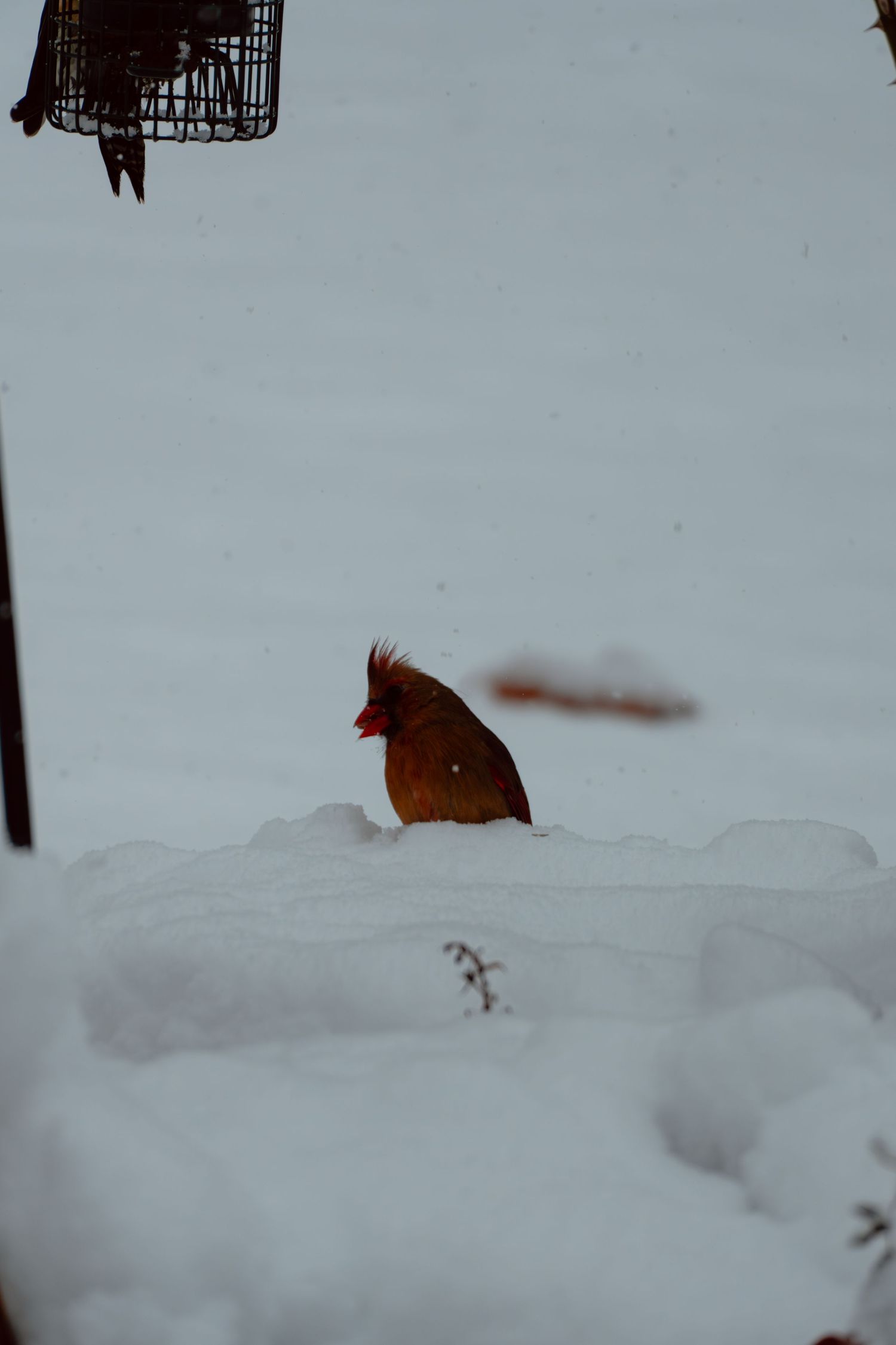 Female northern cardinal sitting in deep snow near a bird feeder in winter.