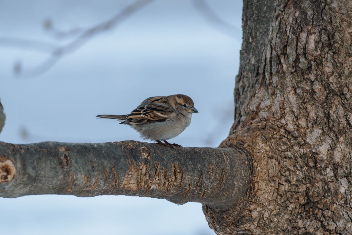 A sparrow rests on a tree branch near the trunk in a winter landscape.