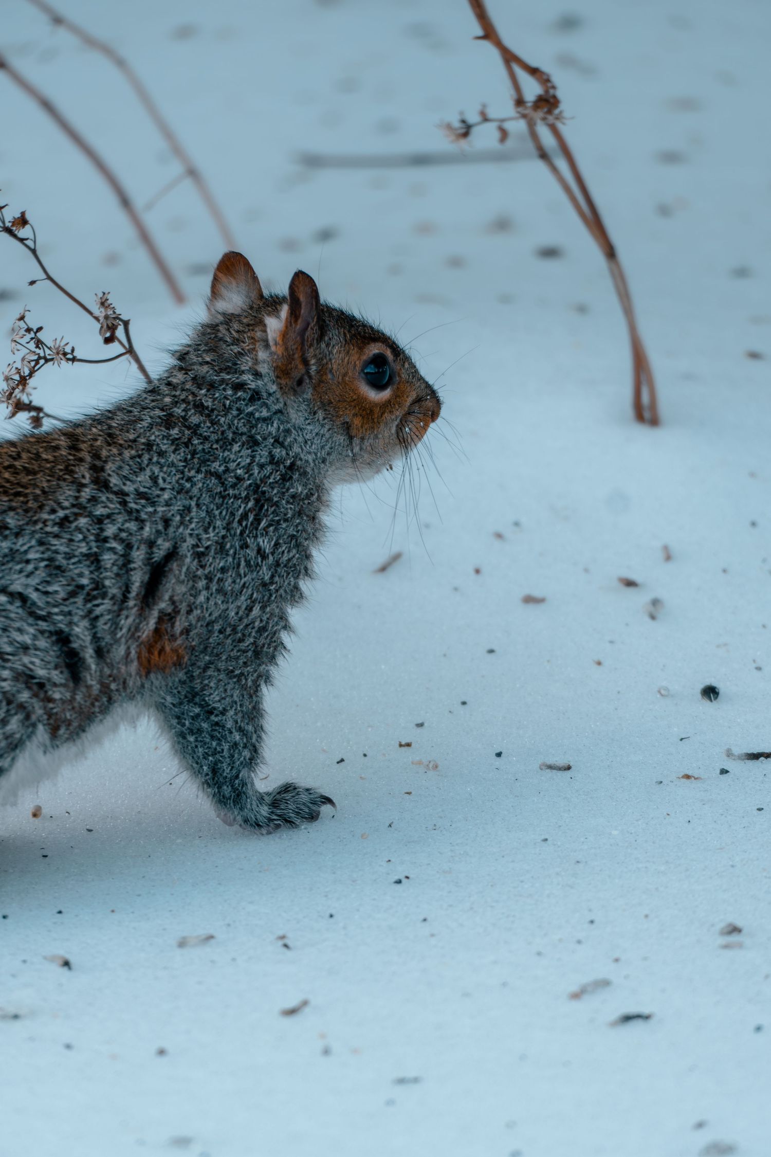 Gray squirrel standing alert in fresh white snow near dried winter plant stems.