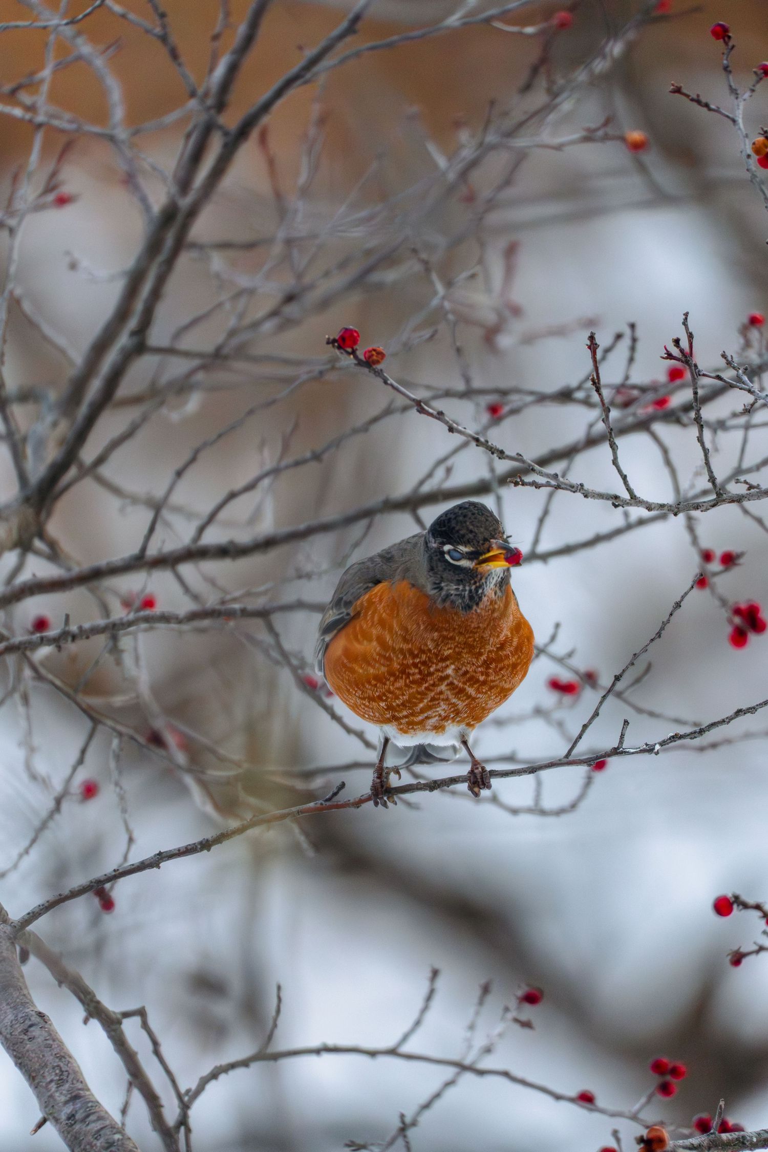 American Robin with orange breast perched on a bare branch surrounded by red winter berries.