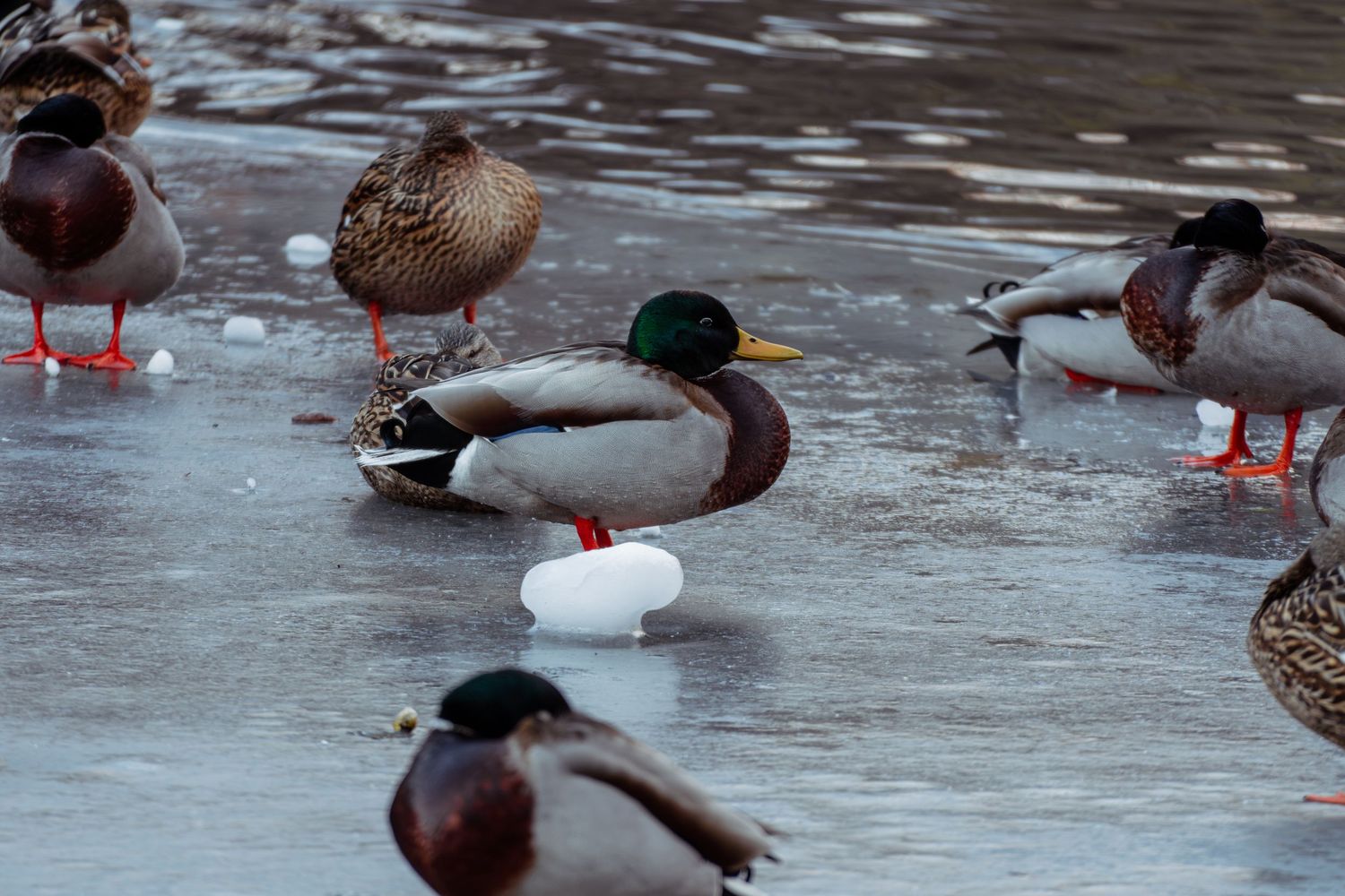 Mallard ducks standing on a frozen icy pond with a small snowball in foreground.