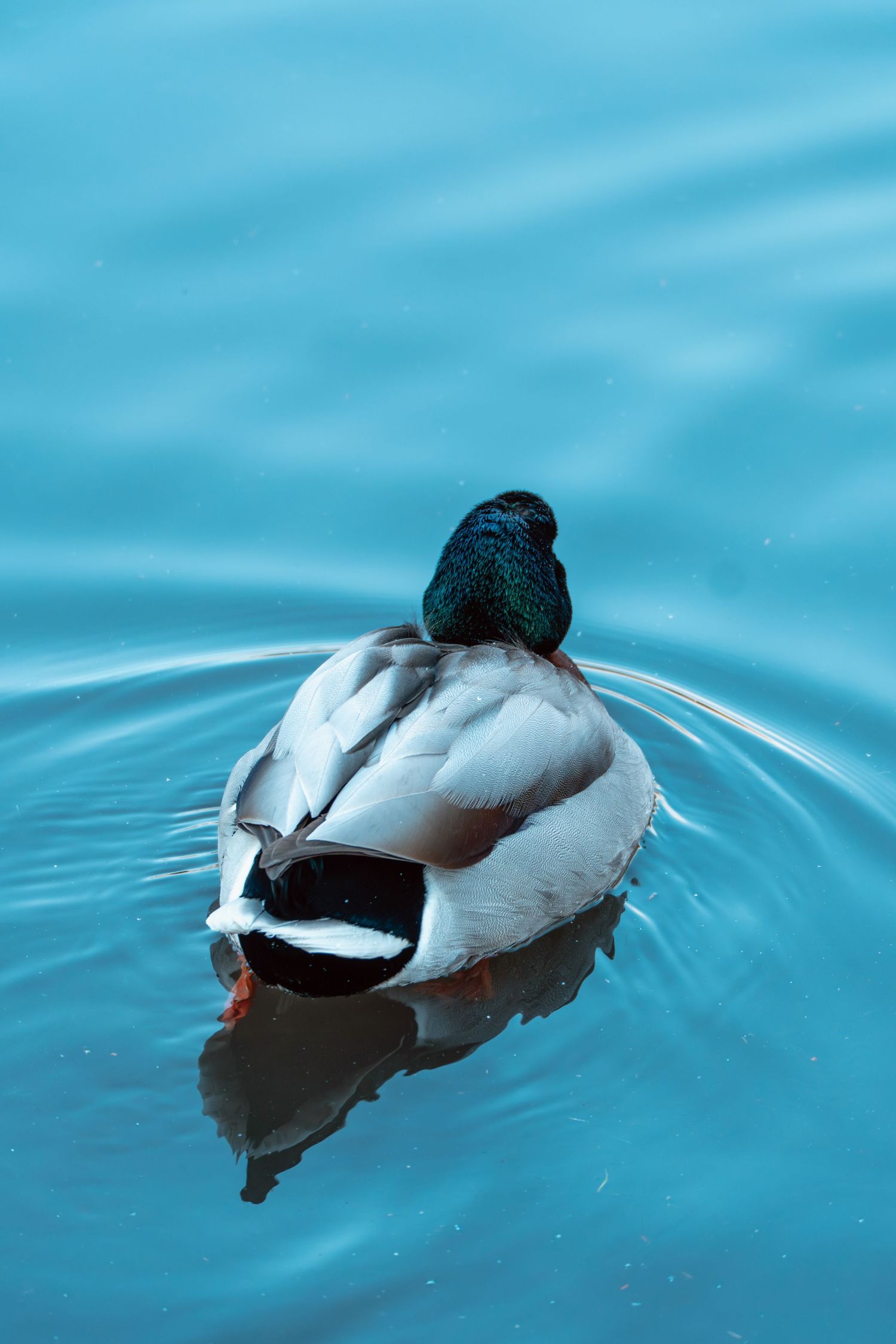 A male mallard duck with iridescent green head swimming on calm blue water viewed from above.