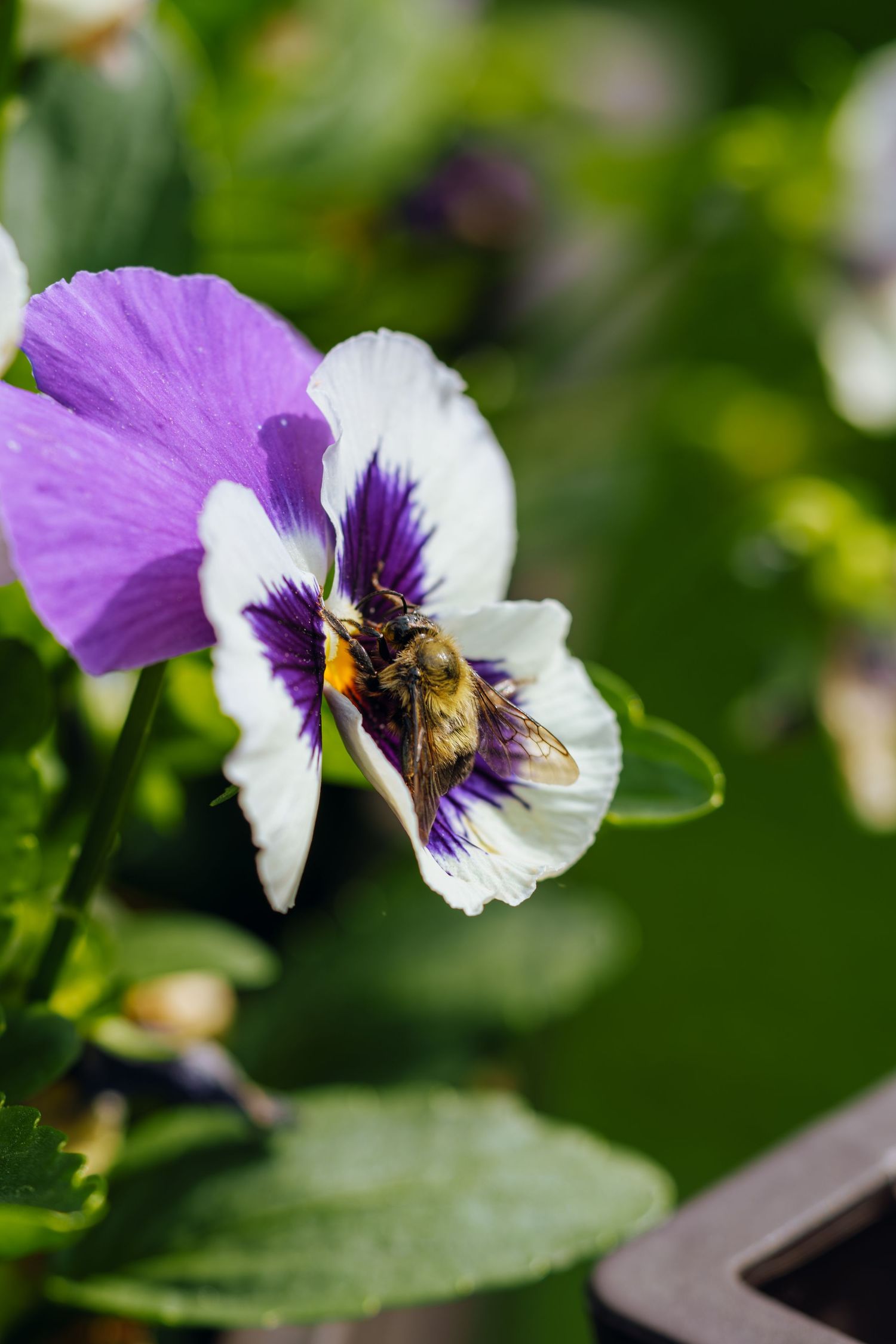 A bumblebee collecting nectar from a purple and white pansy flower with green foliage in the background.