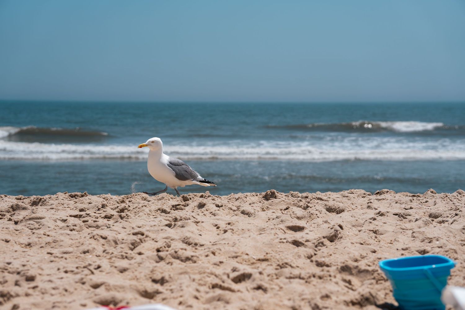 A seagull stands on sandy beach with ocean waves and blue sky in the background on a sunny day.