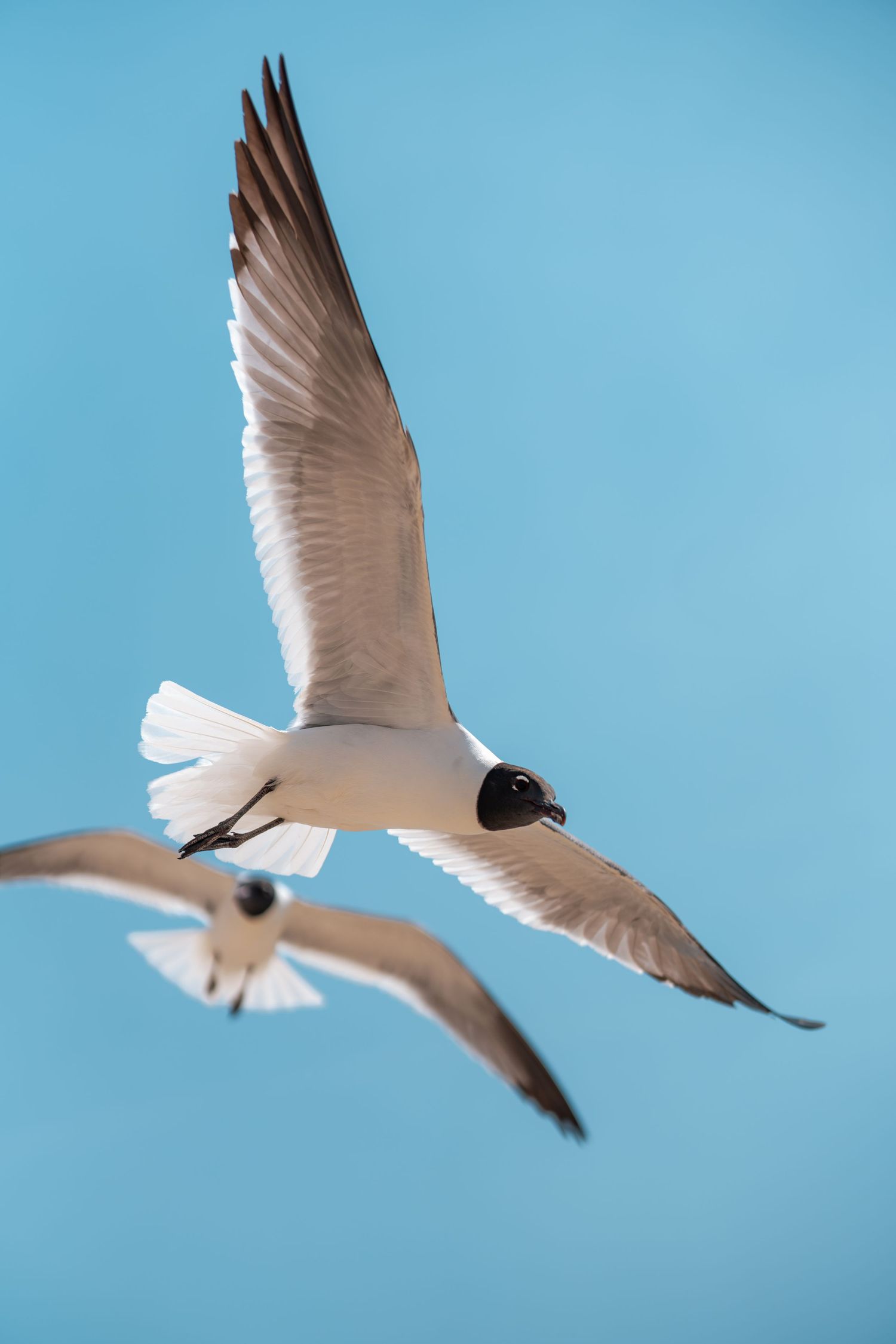 Two seagulls soaring gracefully against a clear blue sky, with wings fully spread in mid-flight.