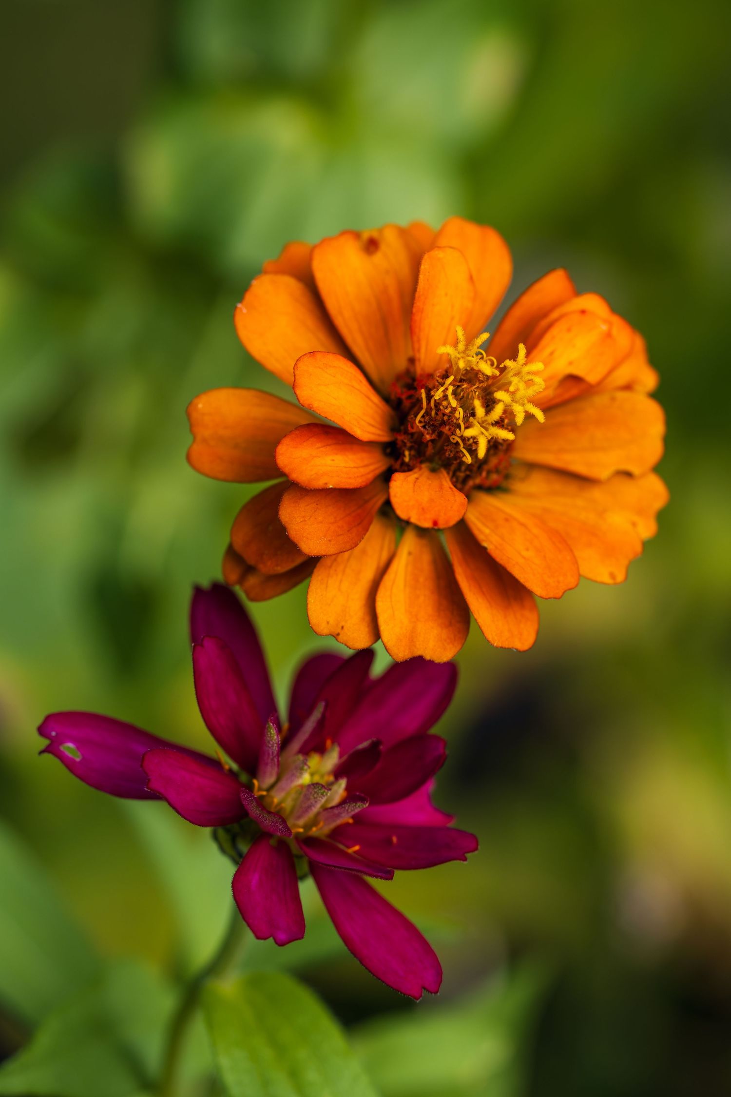 Vibrant orange zinnia flower blooming above a deep magenta zinnia bud against a lush green garden background.
