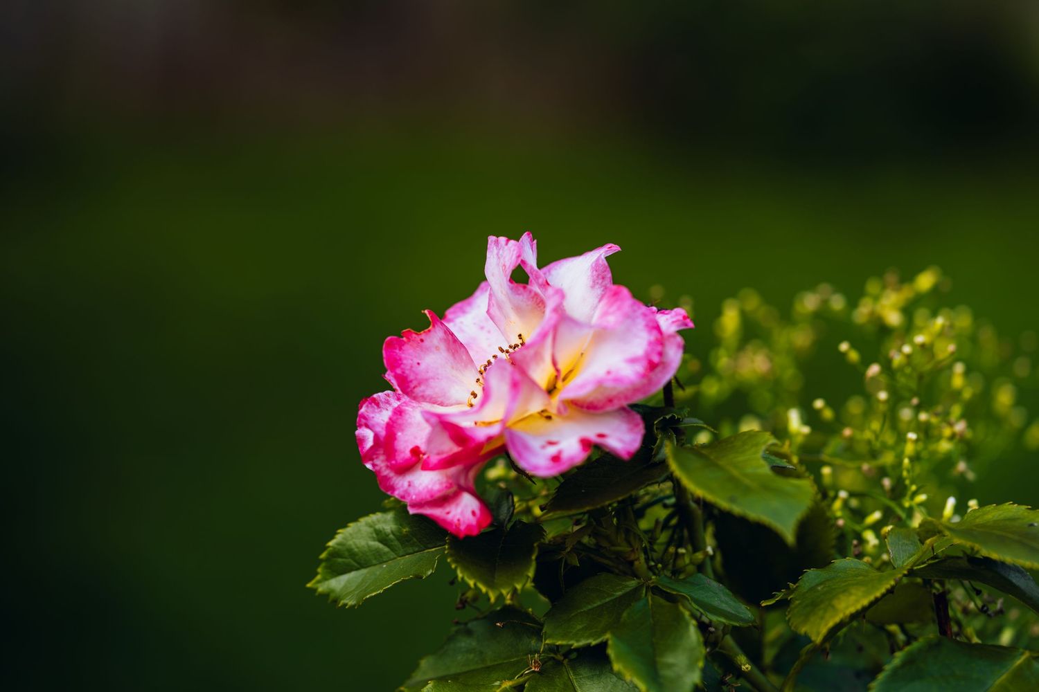 Pink and white roses blooming on a green bush with lush foliage in a garden setting.