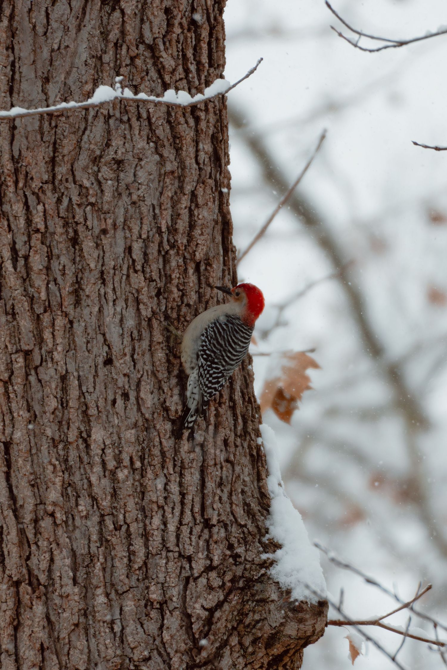 Red-bellied woodpecker with bright red head clinging to a tree trunk in winter snow.