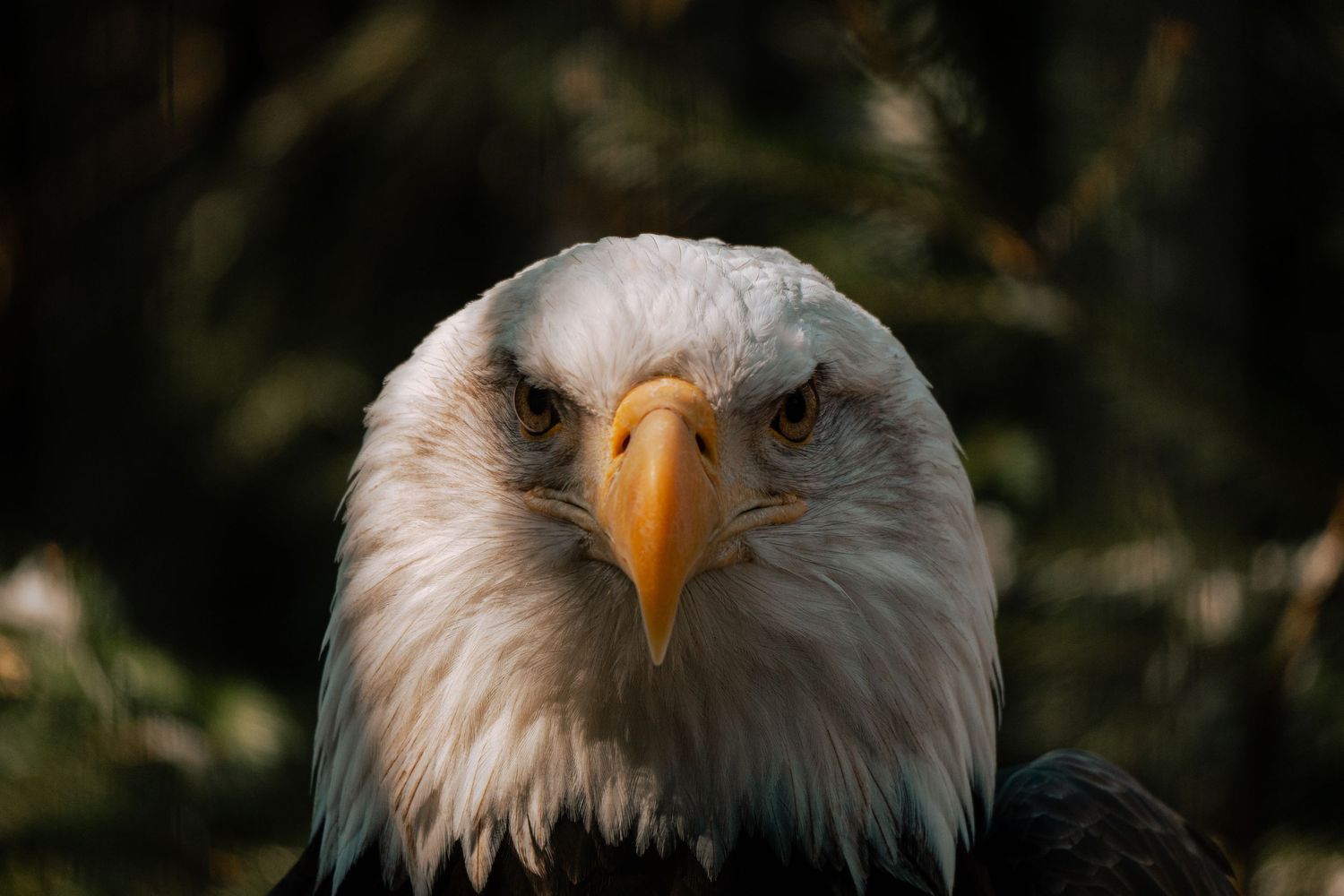 Front-facing close-up of a bald eagle with intense golden eyes and sharp yellow beak in natural setting.