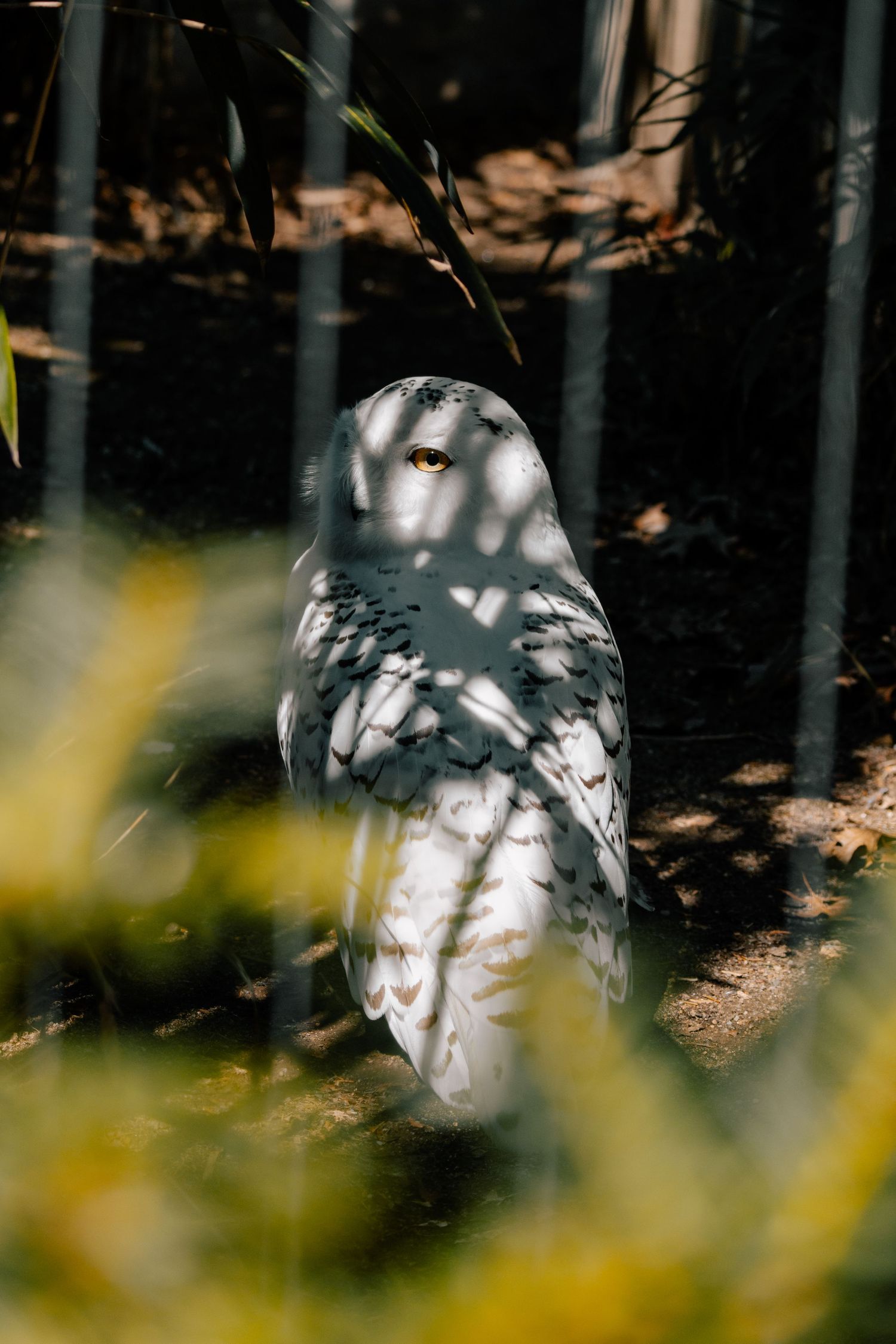 A snowy white owl with amber eyes stands on the ground surrounded by shadows and green foliage.