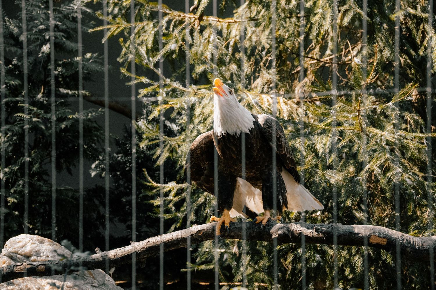 Bald eagle with wings spread perched on a branch inside a zoo cage with evergreen trees.