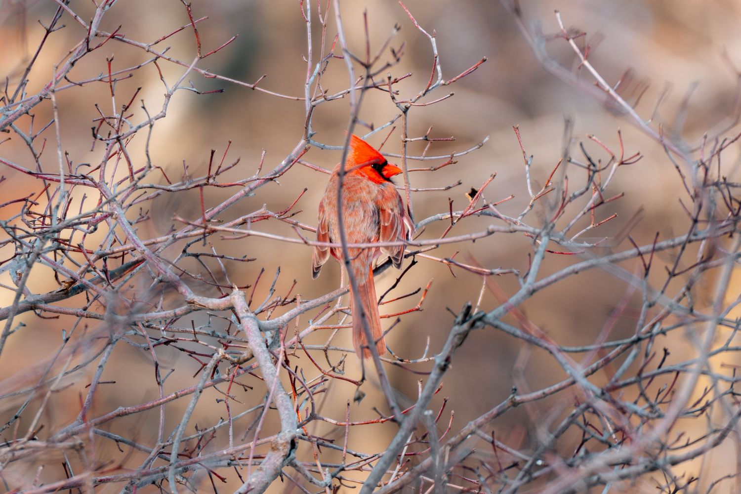 A bright red male northern cardinal sits in bare winter tree branches.